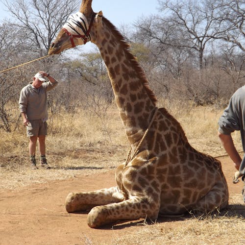 Vet students capture giraffe, ready for relocation