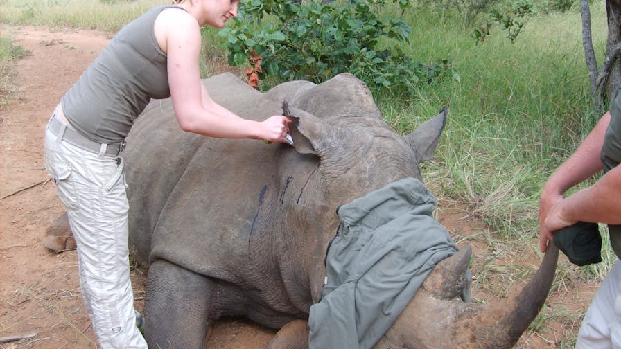 ACE volunteer cleaning sedated rhino