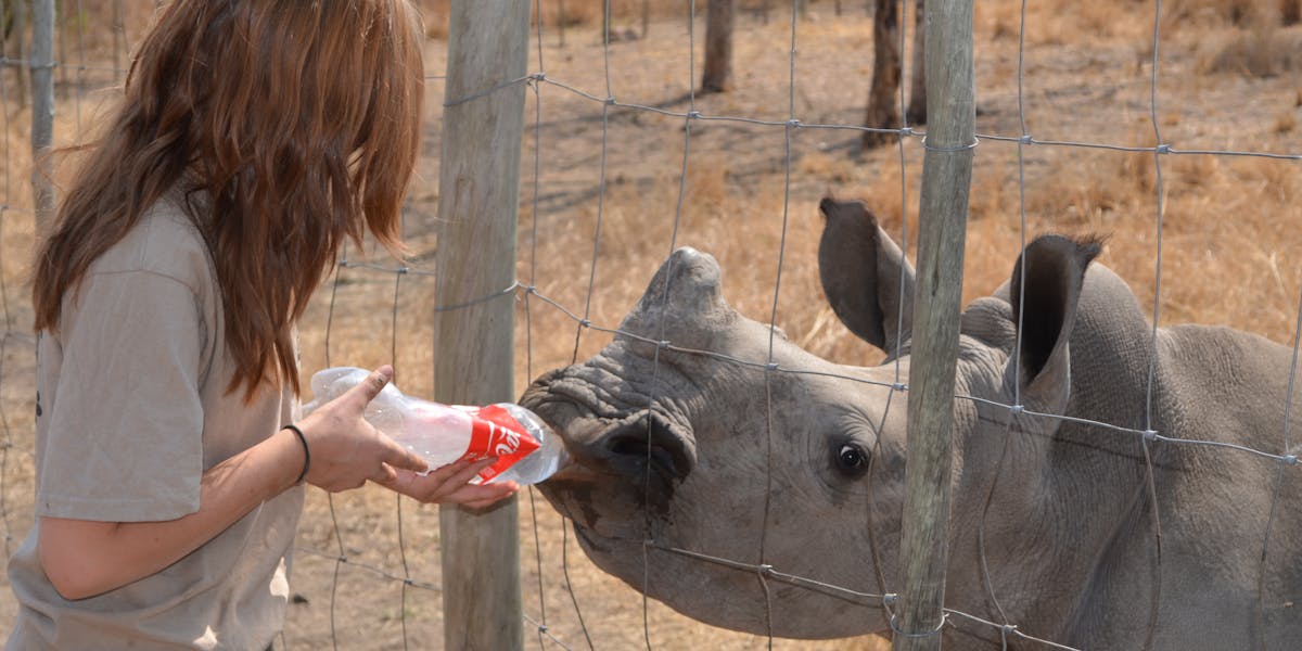 Student feeding a baby rhino
