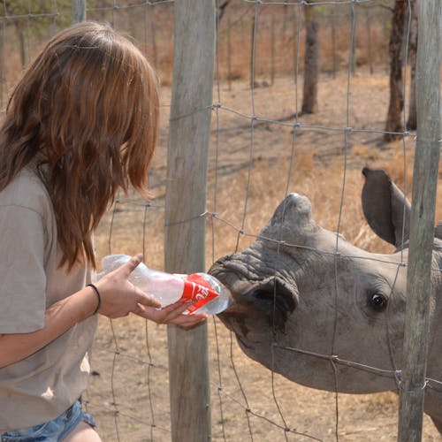 Student feeding a baby rhino