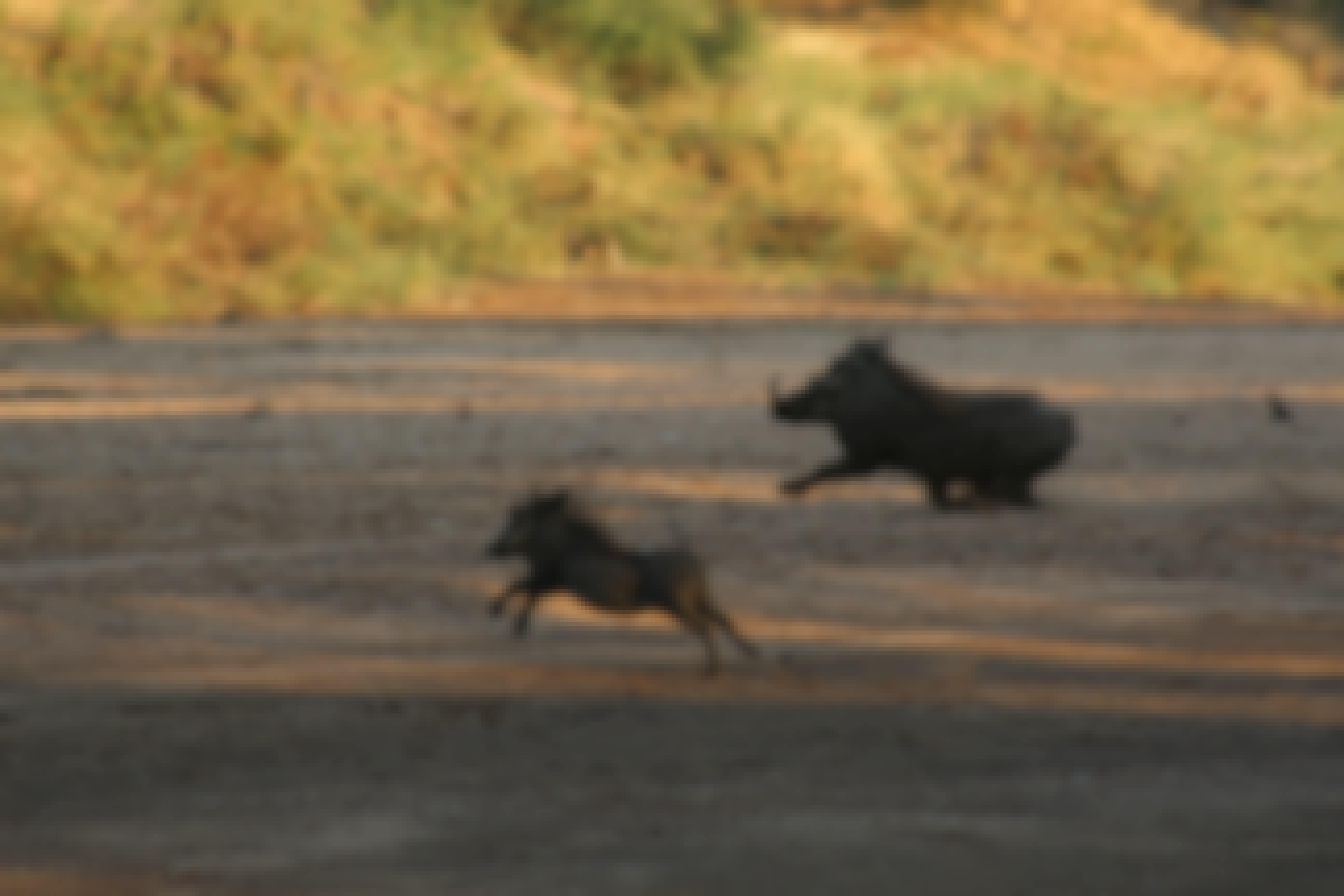 Close-up of a baby warthog running with an adult warthog