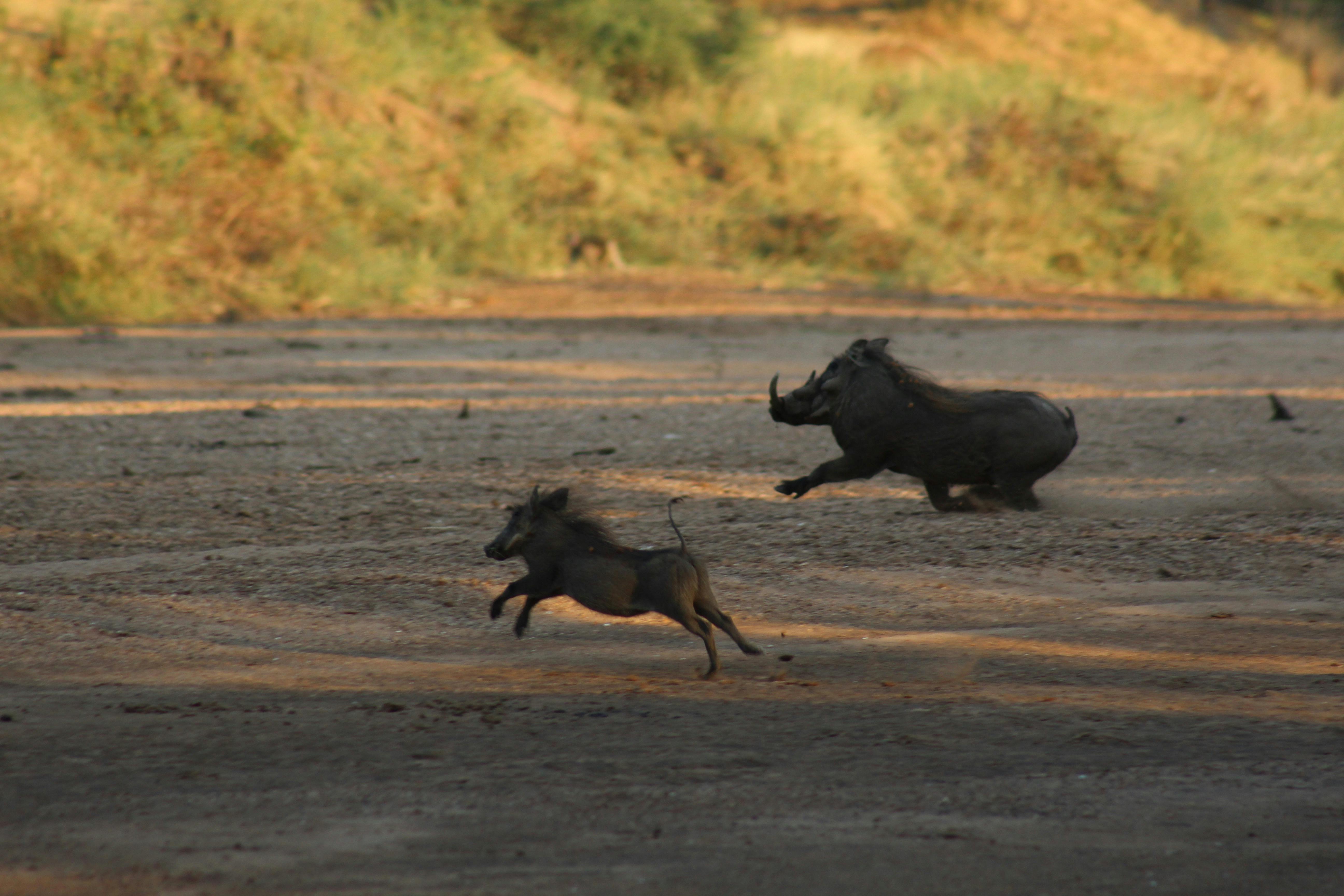 Close-up of a baby warthog running with an adult warthog