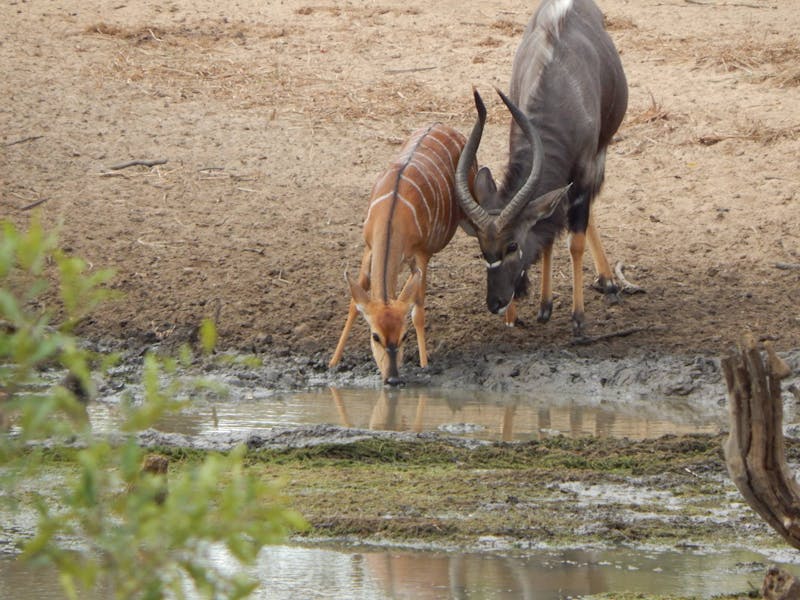 Close-up of antelopes beside the water
