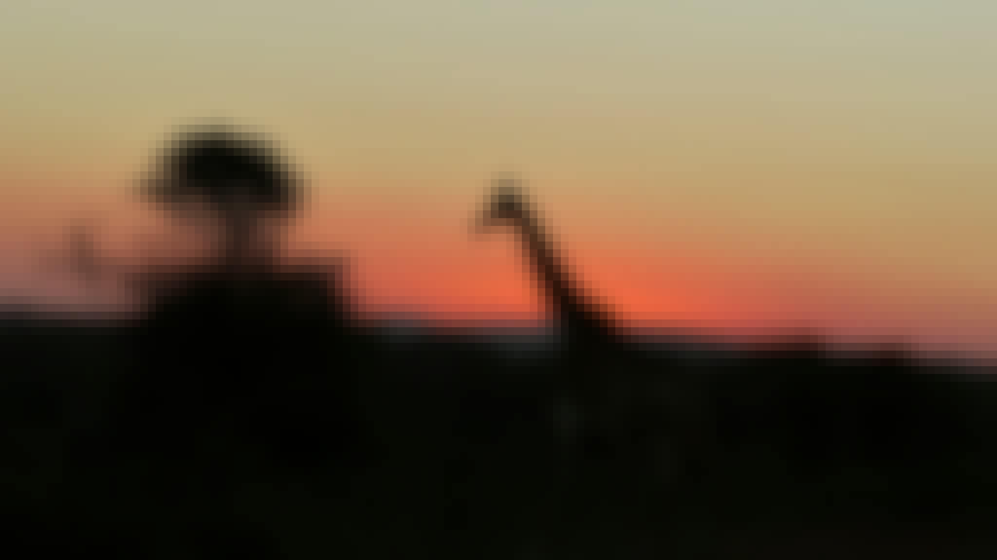 Silhouette of a giraffe in the sunset