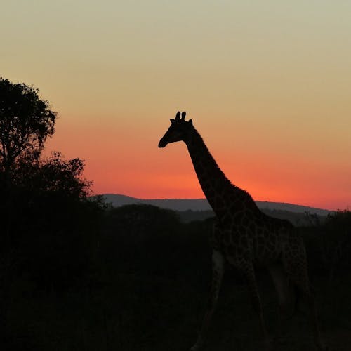 Silhouette of a giraffe in the sunset