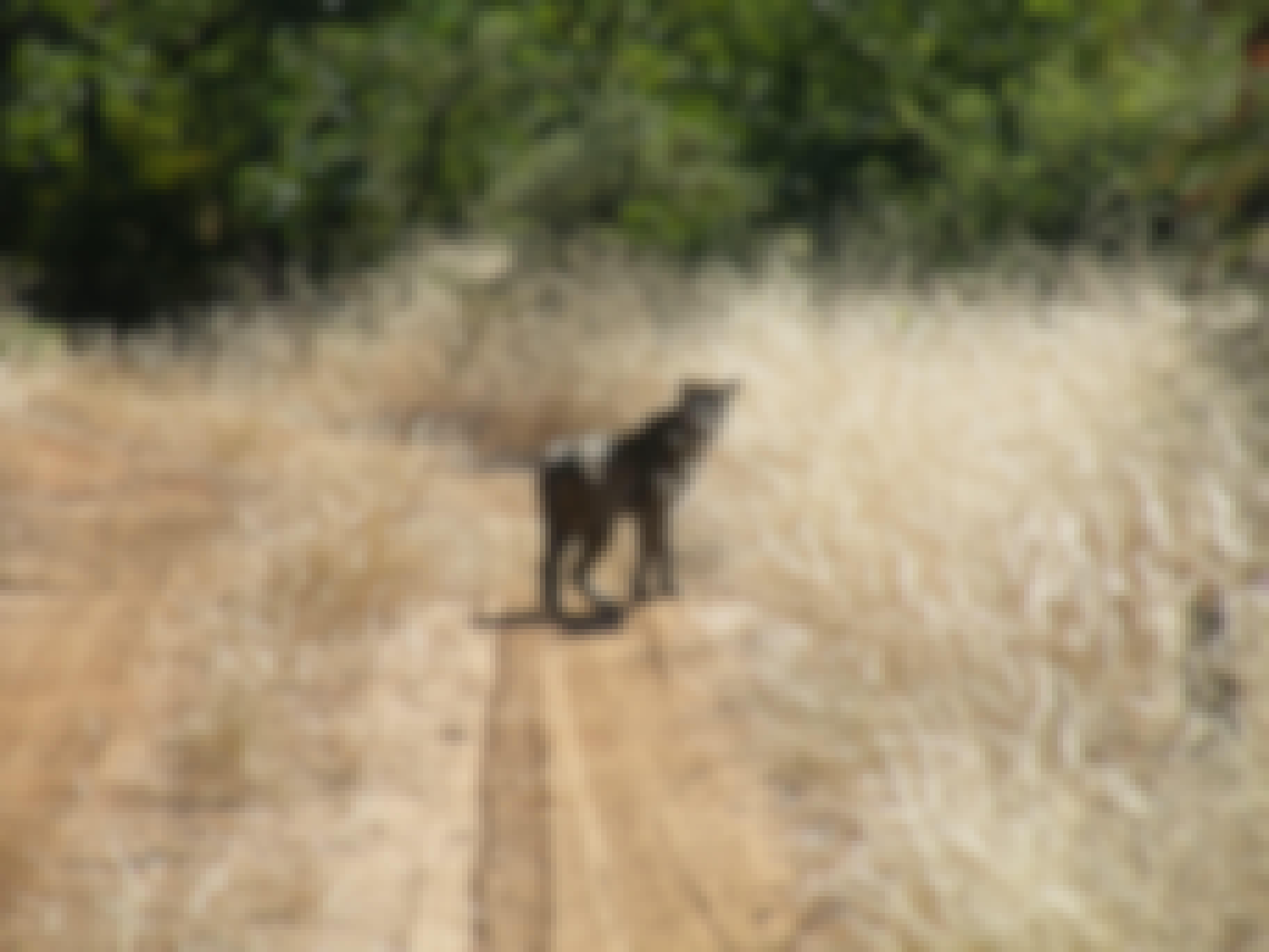 Photograph of a leopard 