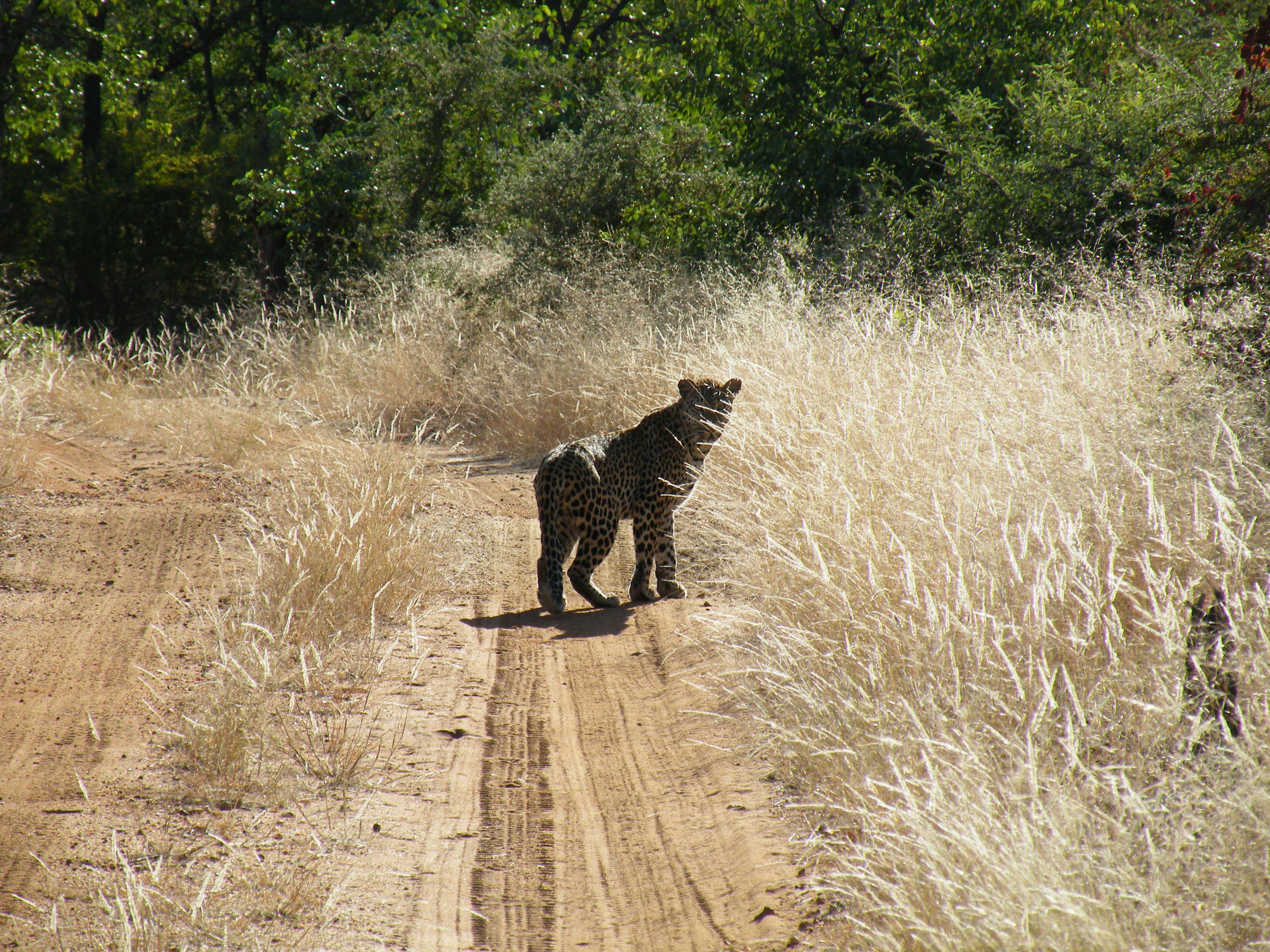 Photograph of a leopard