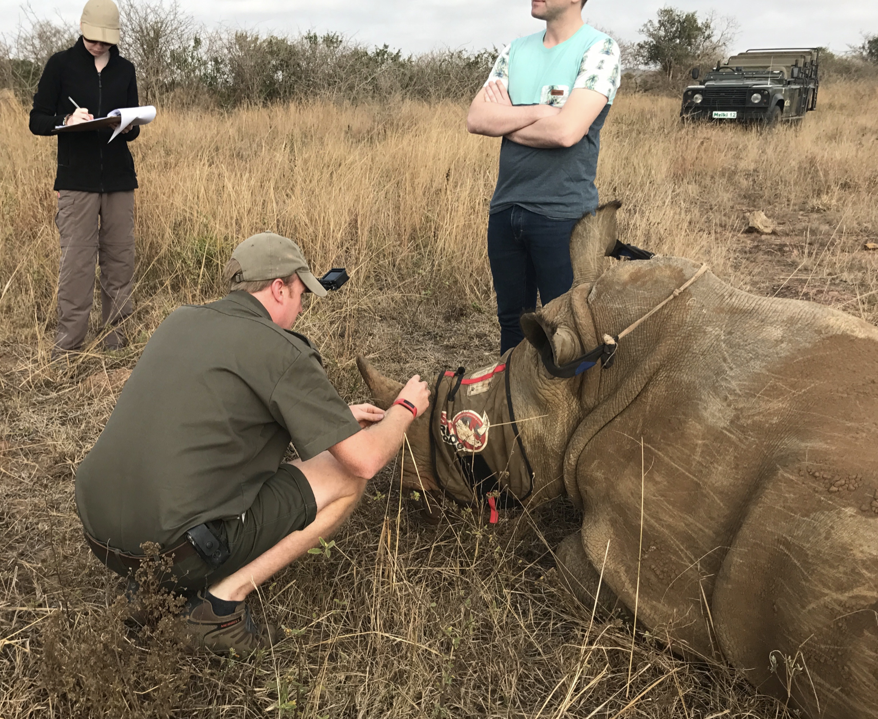 Jessica Gunn with a sedated rhino