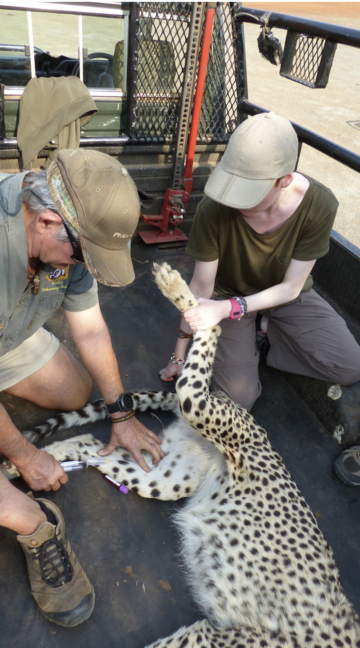 Jessica Gunn with a darted leopard