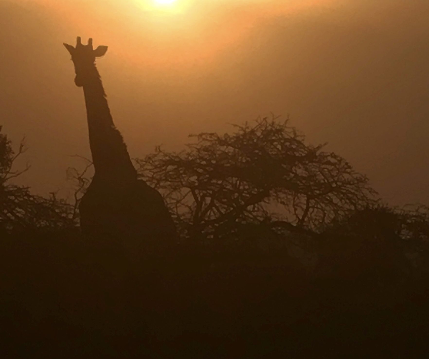 Jessica Gunn: Giraffe silhouette