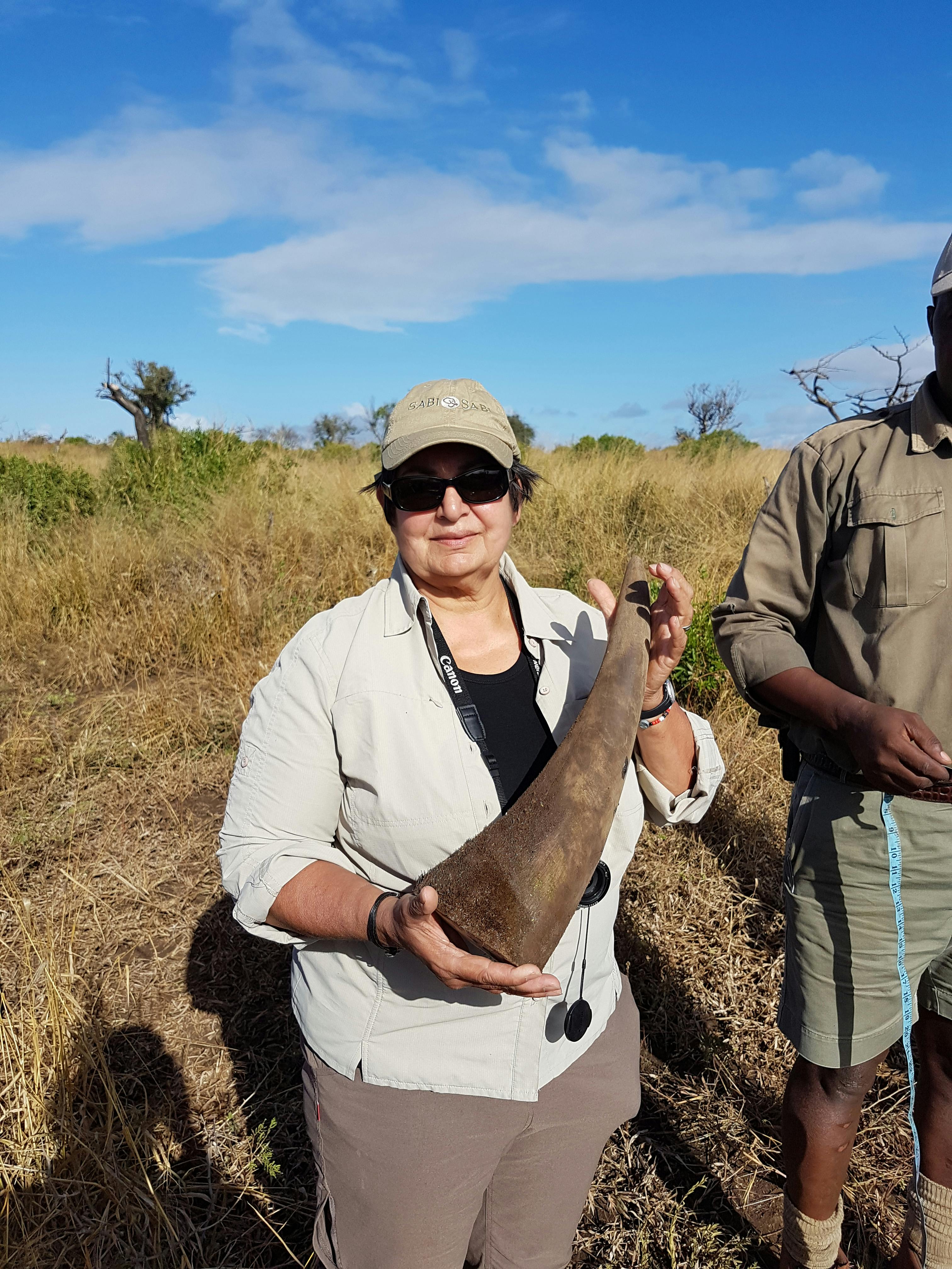 Jennifer Goodley with a rhino horn after dehorning
