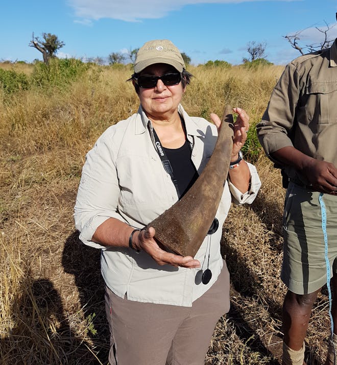 Jennifer Goodley with a rhino horn after dehorning