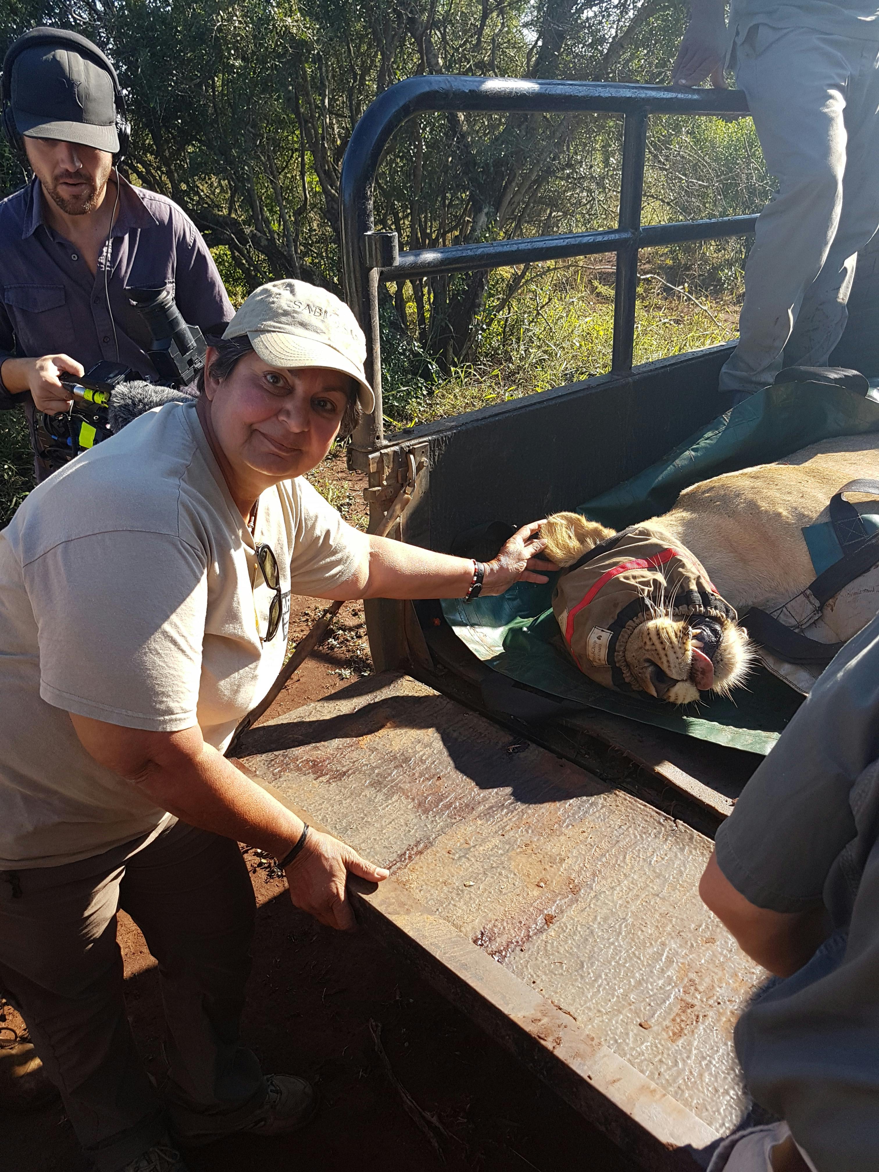 Jennifer Goodley with a sedated lion