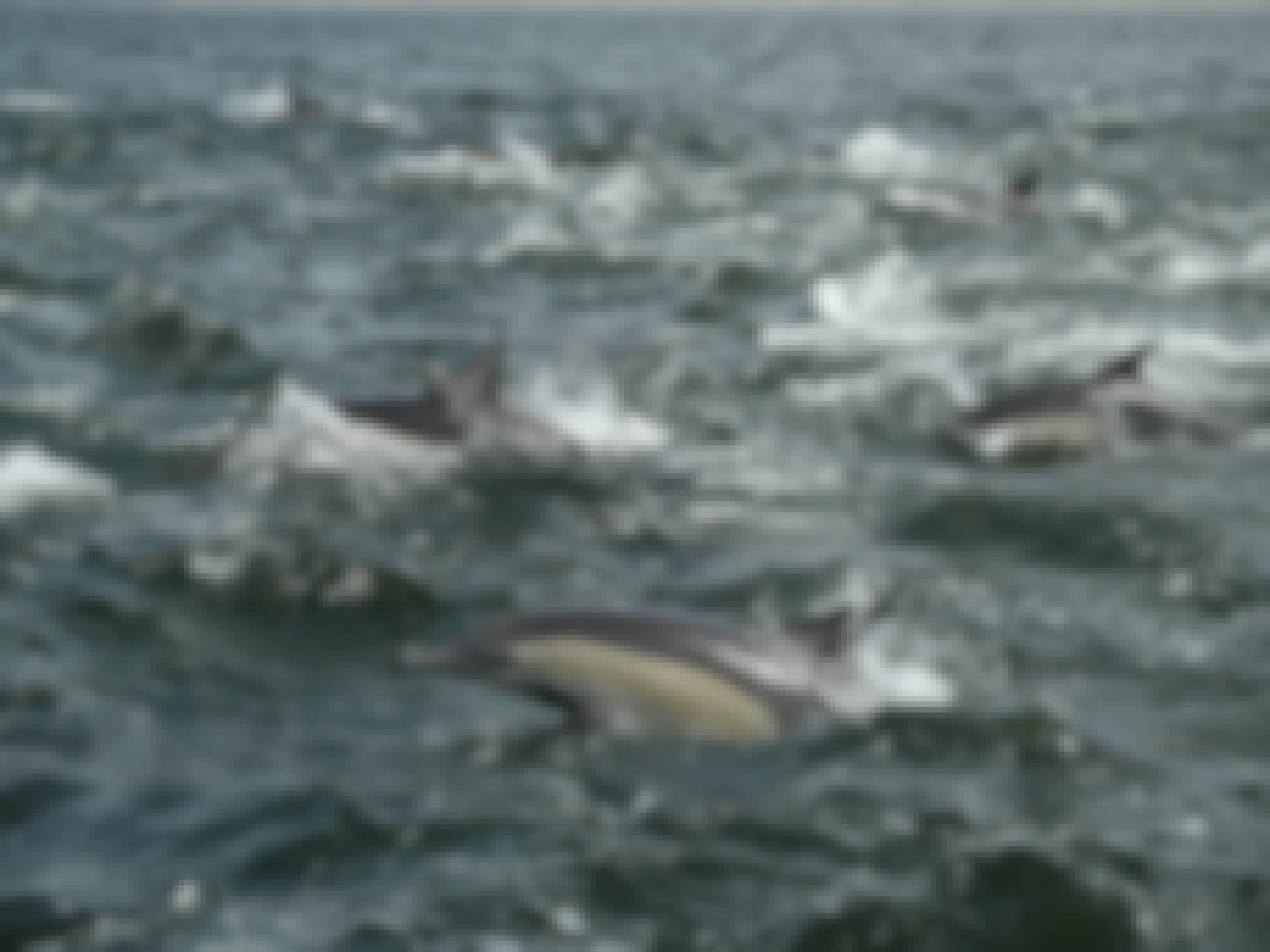 Dolphins in the ocean