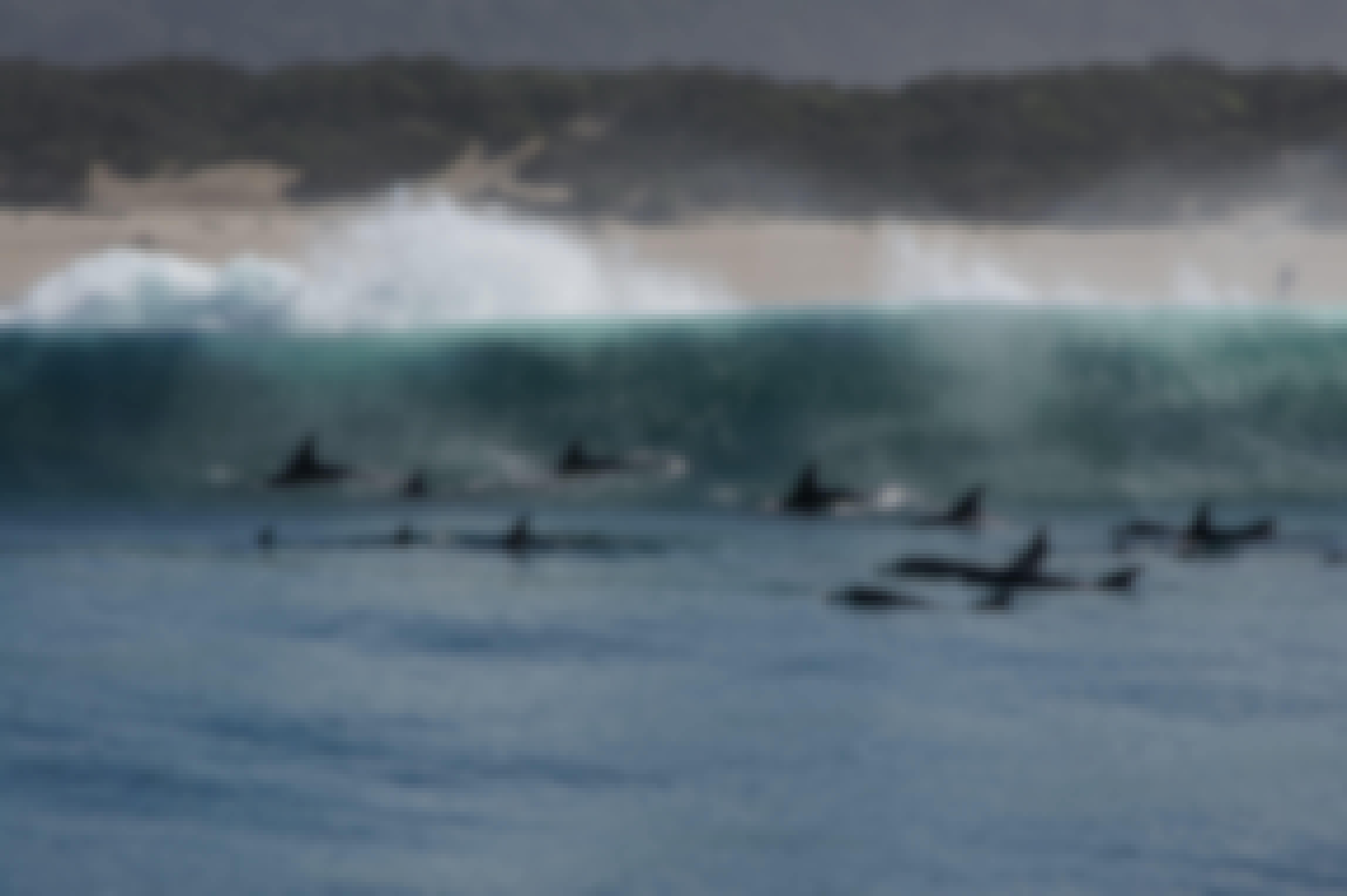 Dolphins in the sea
