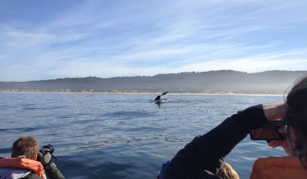 Group of students spotting a whale