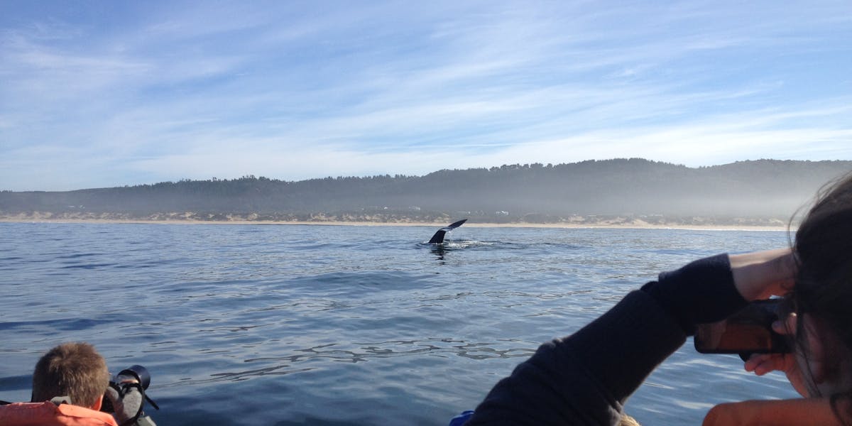 Group of students spotting a whale