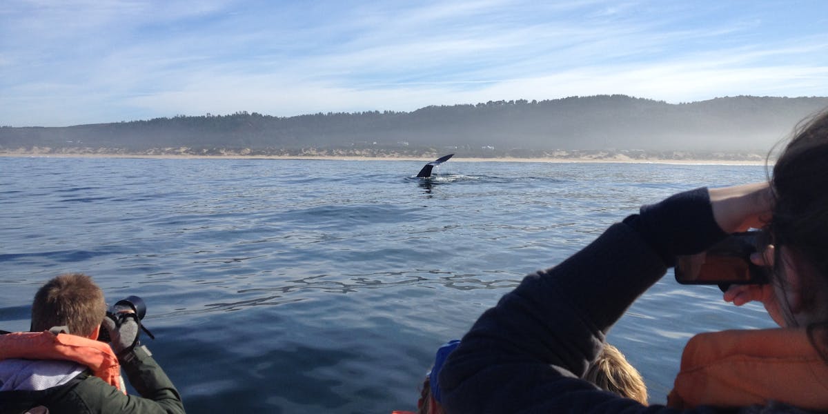 Group of students spotting a whale