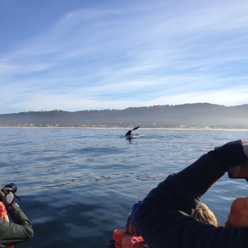 Group of students spotting a whale