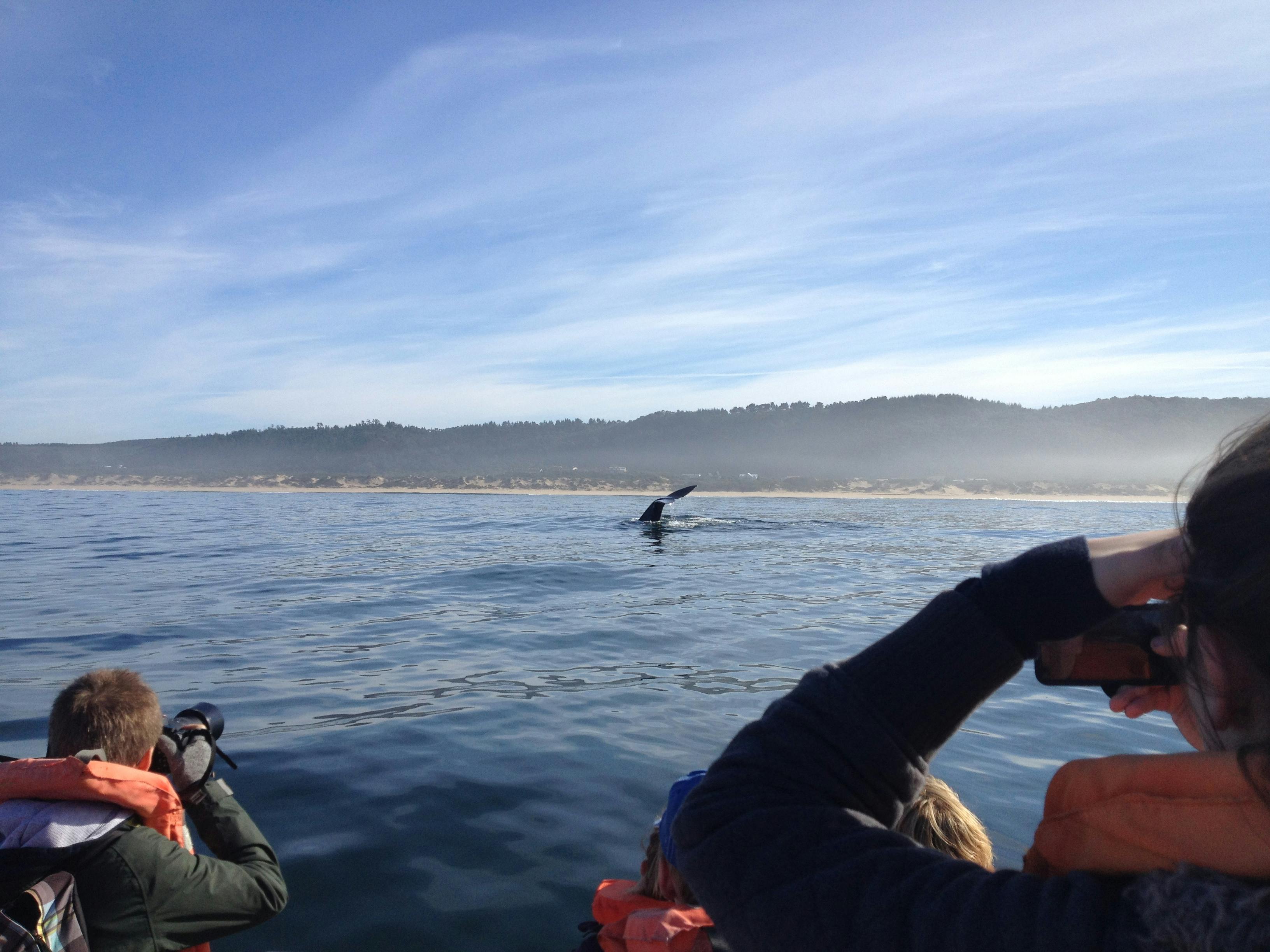 Group of students spotting a whale
