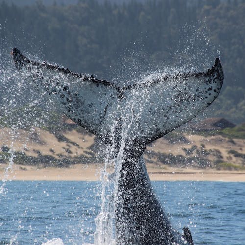 Close-up of a humpback whale tail