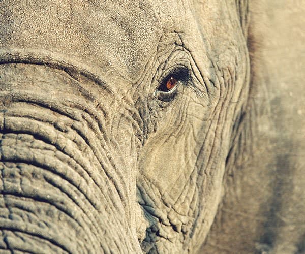Close-up of an Elephant