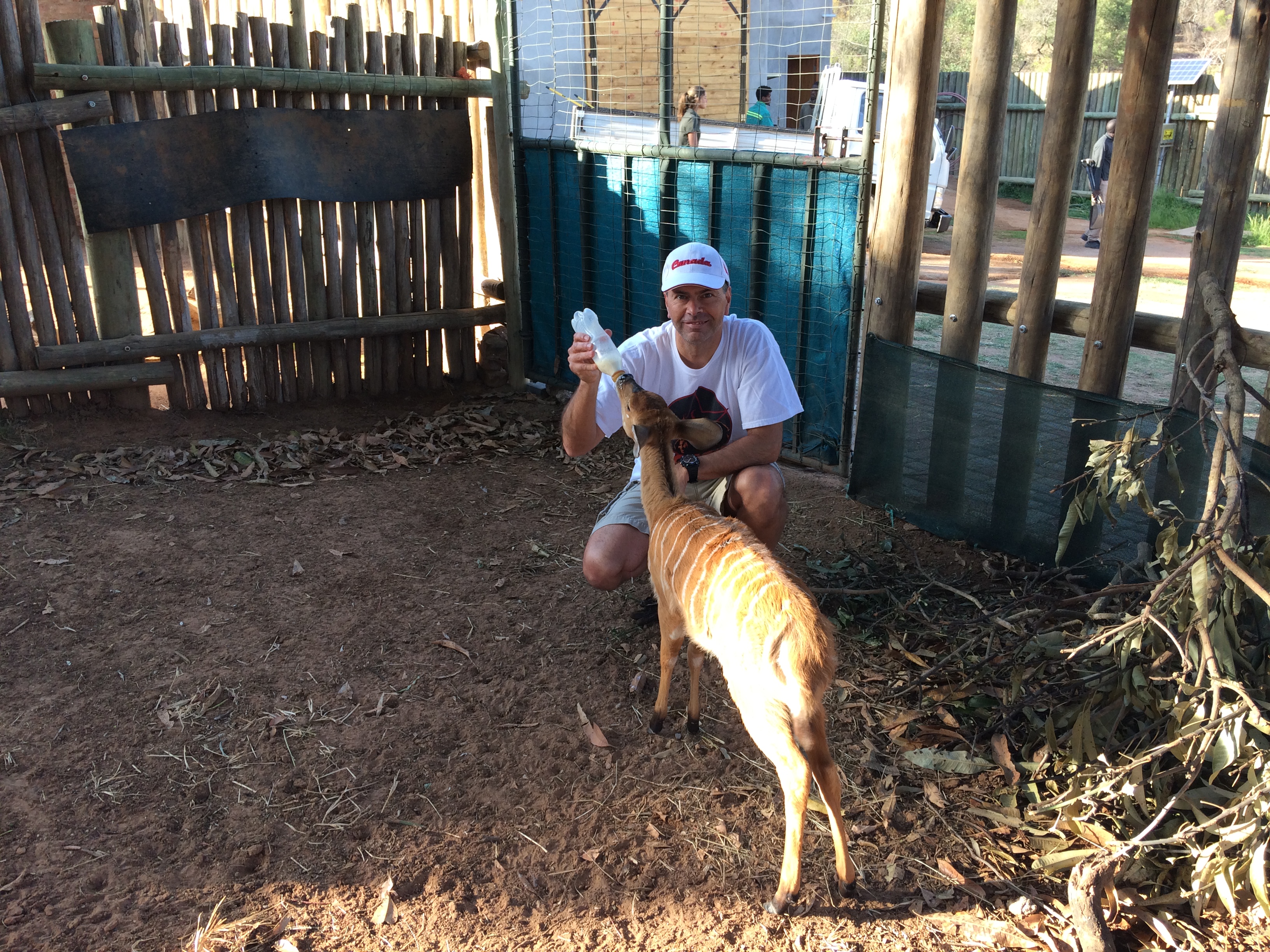 Louis J Grittani bottle feeting antelope