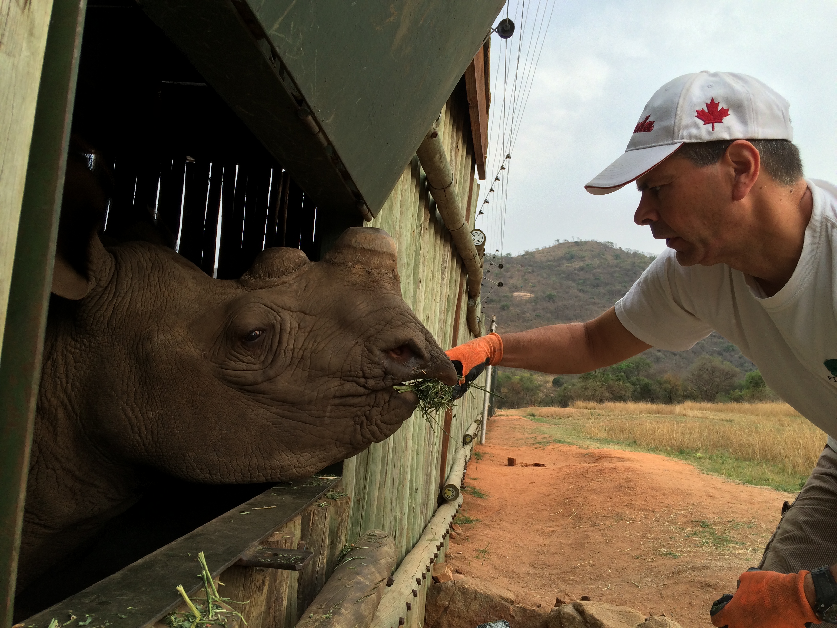 Louis J Grittani feeding a rhino