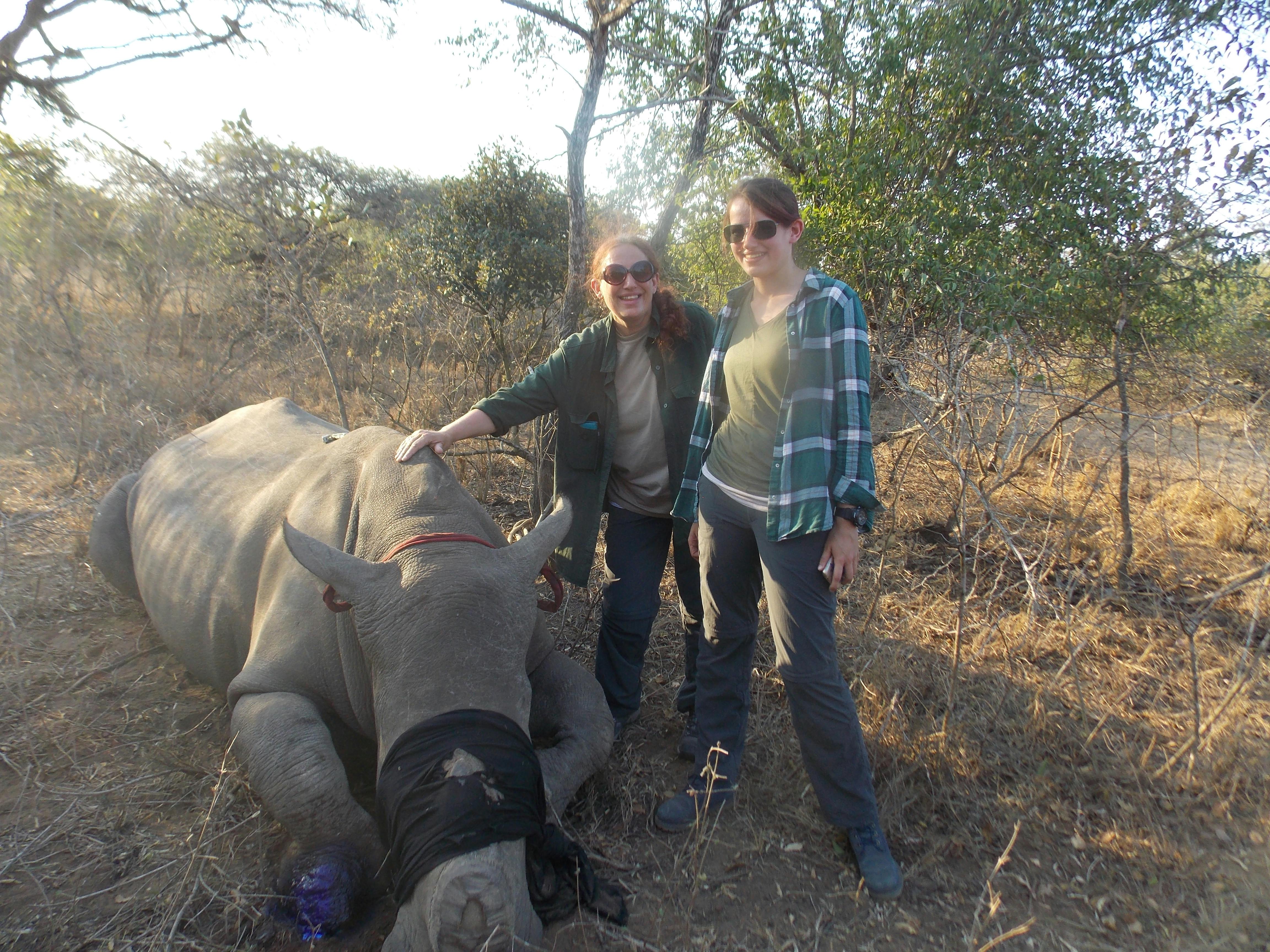 Linda and Catherine Kensett with a sedated rhino