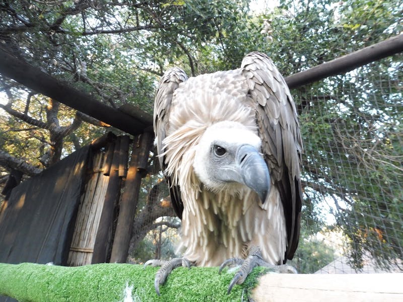 Karen Mounch: vulture