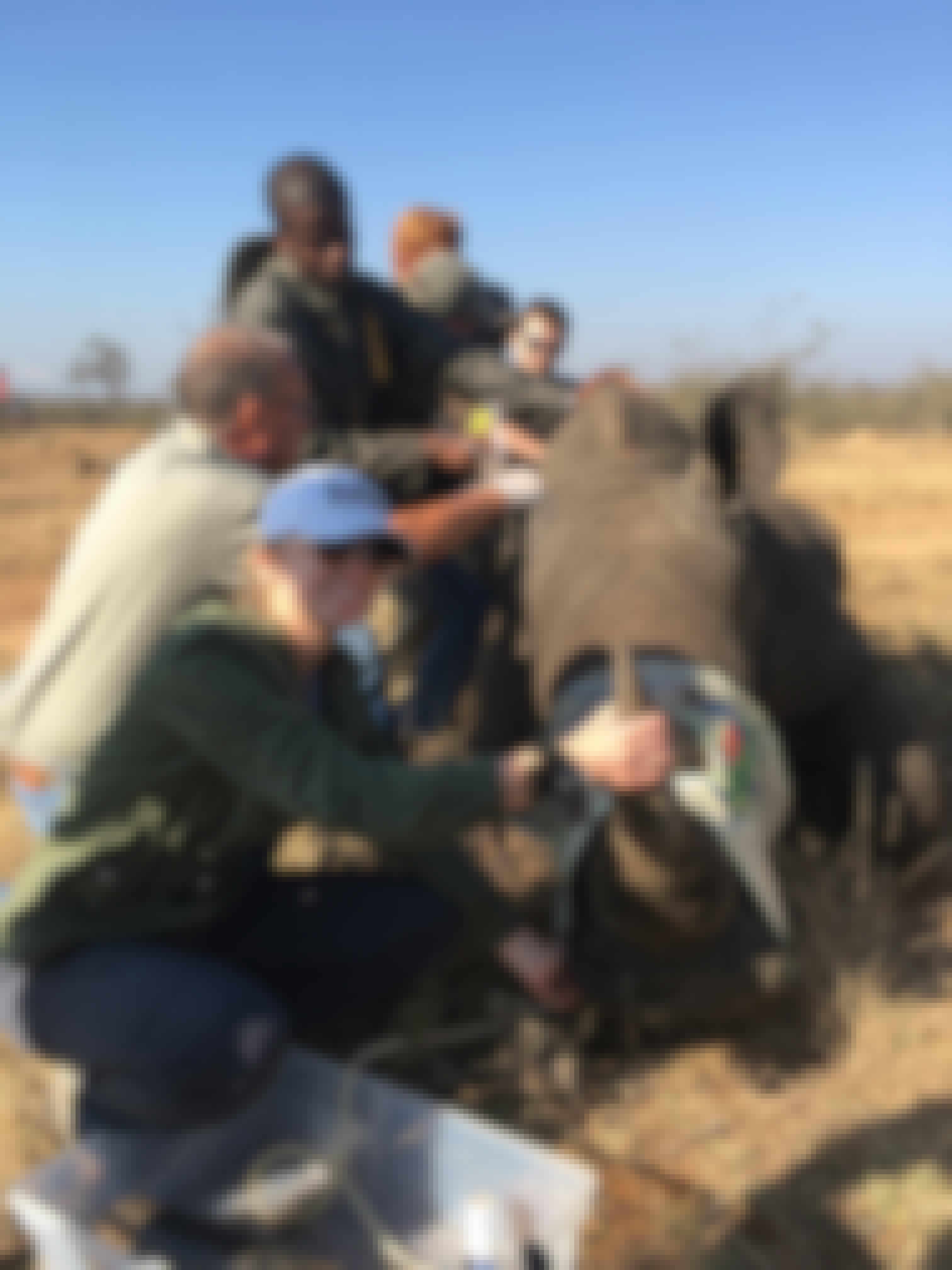 Kaitlyn Saul with a sedated rhino