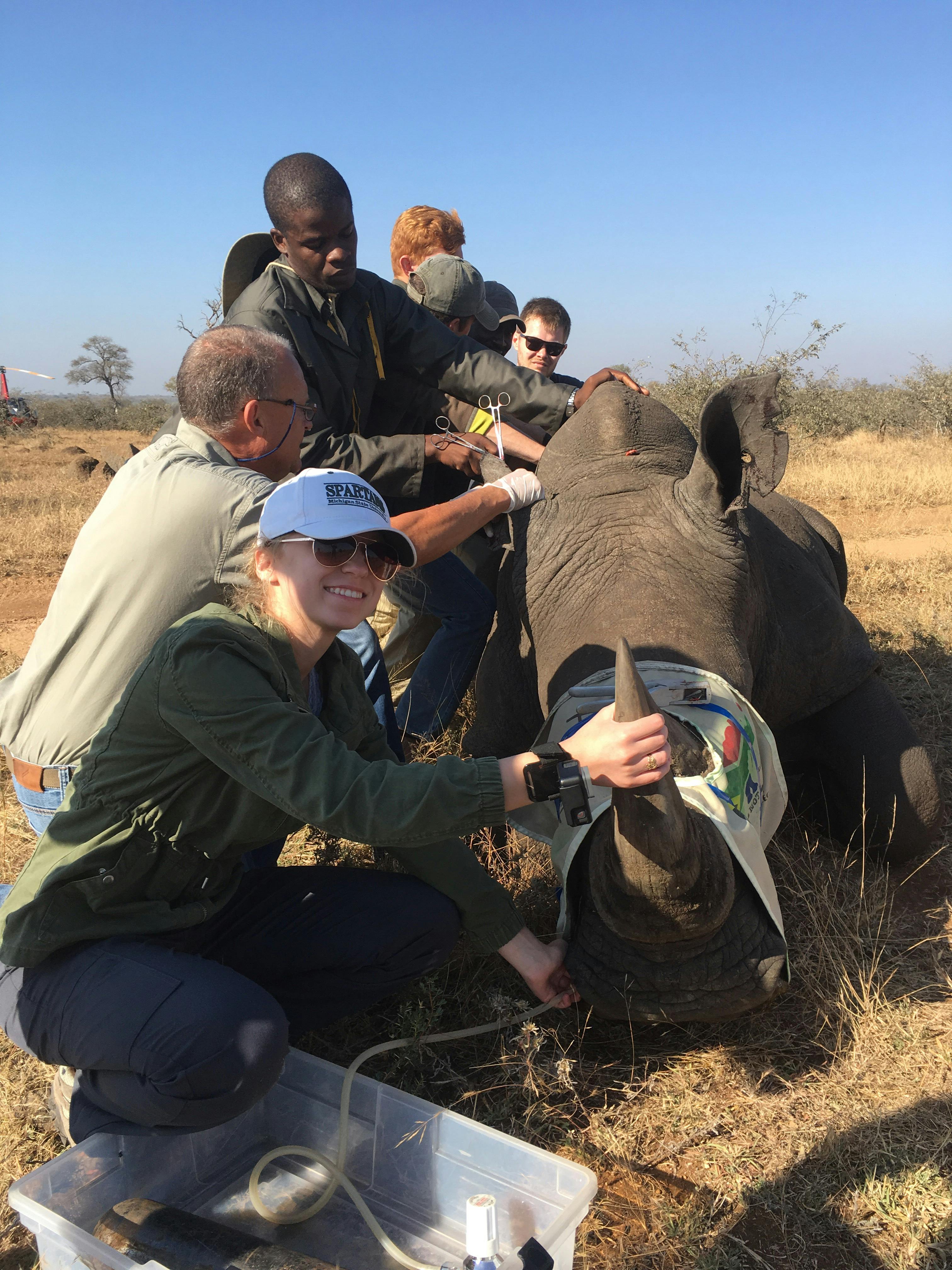 Kaitlyn Saul with a sedated rhino
