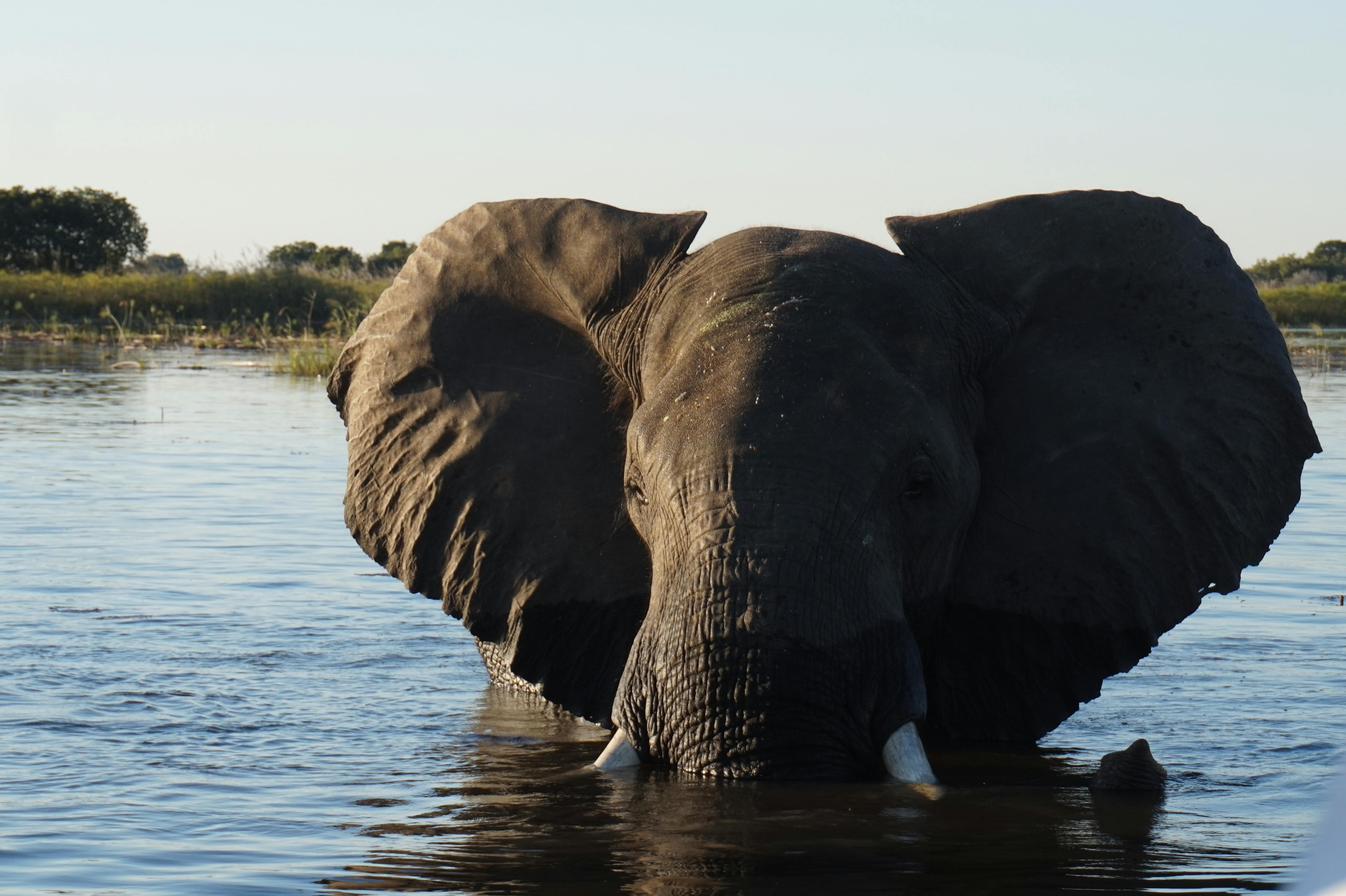 Elephant in water: Kenzie Moore
