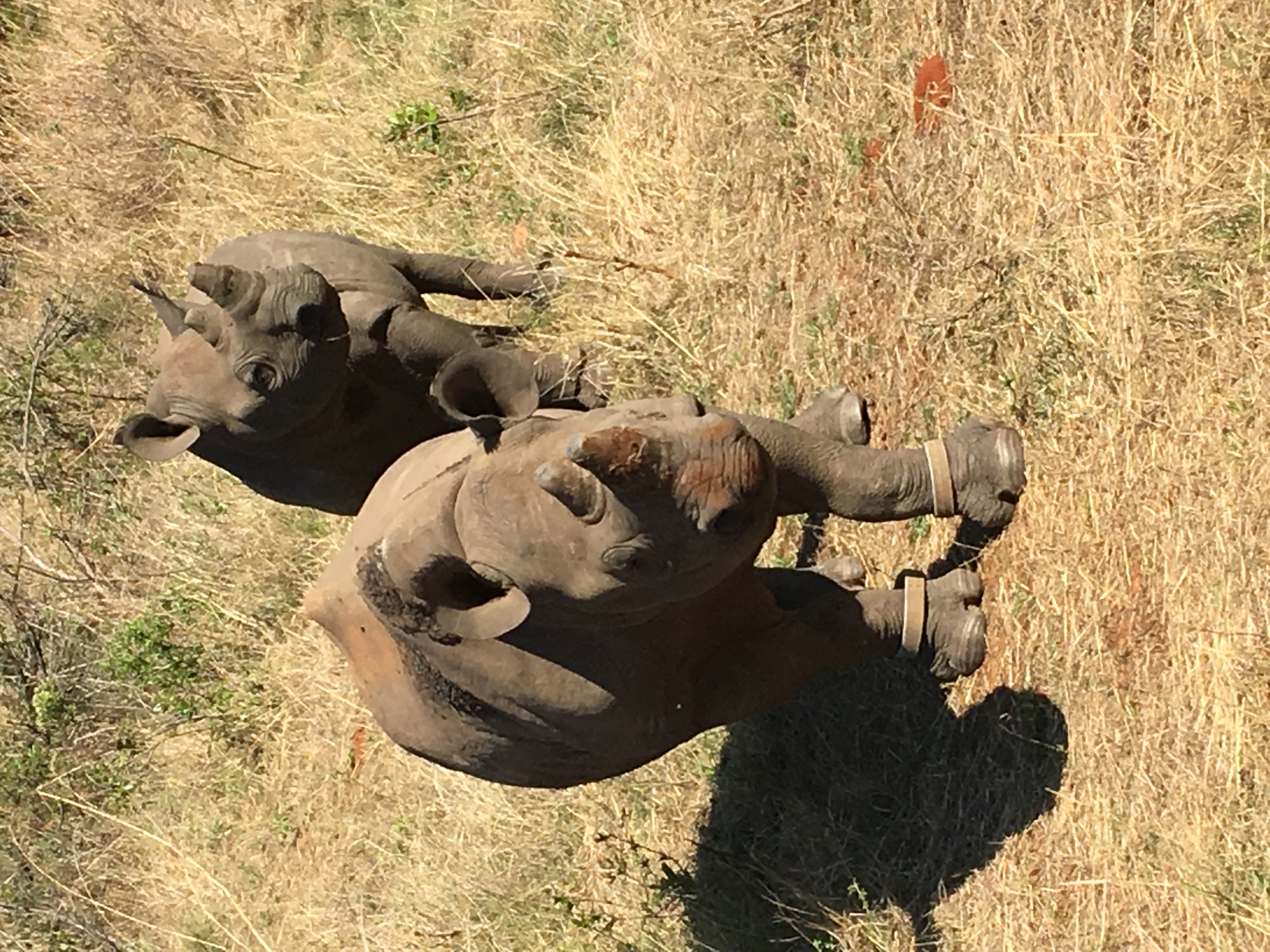 Diana DeBlanc: Rhino