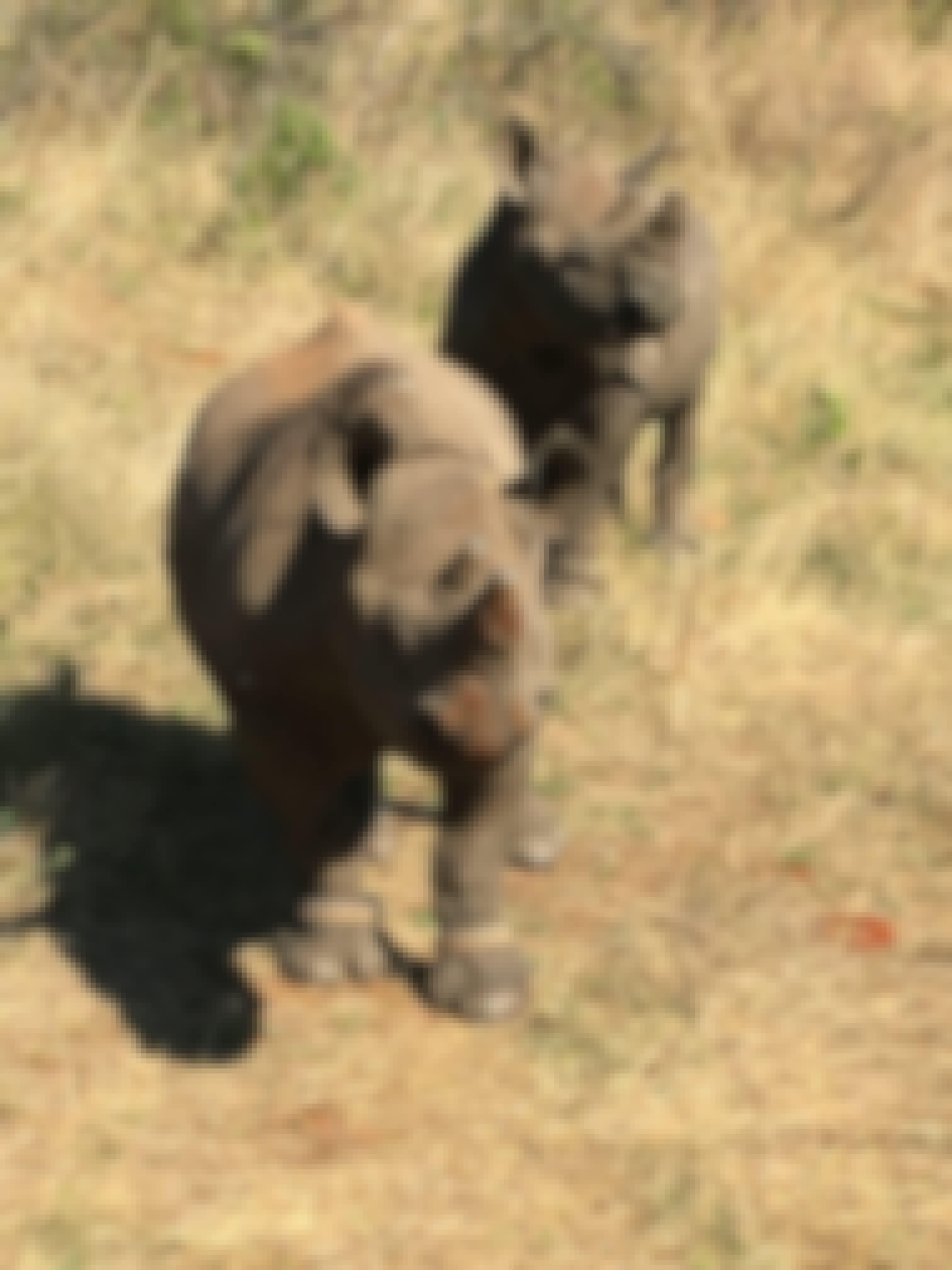 Rhino