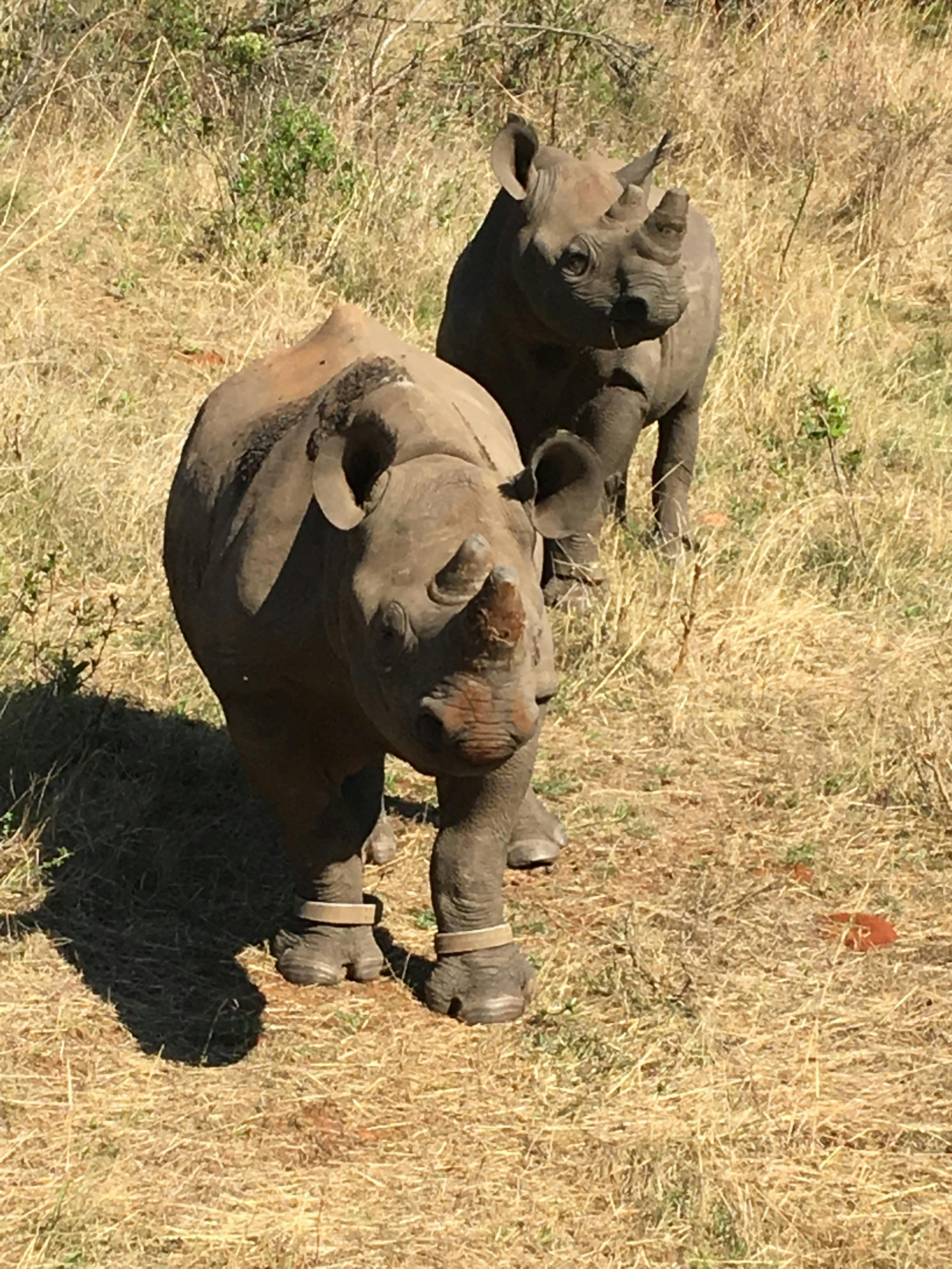 Rhino