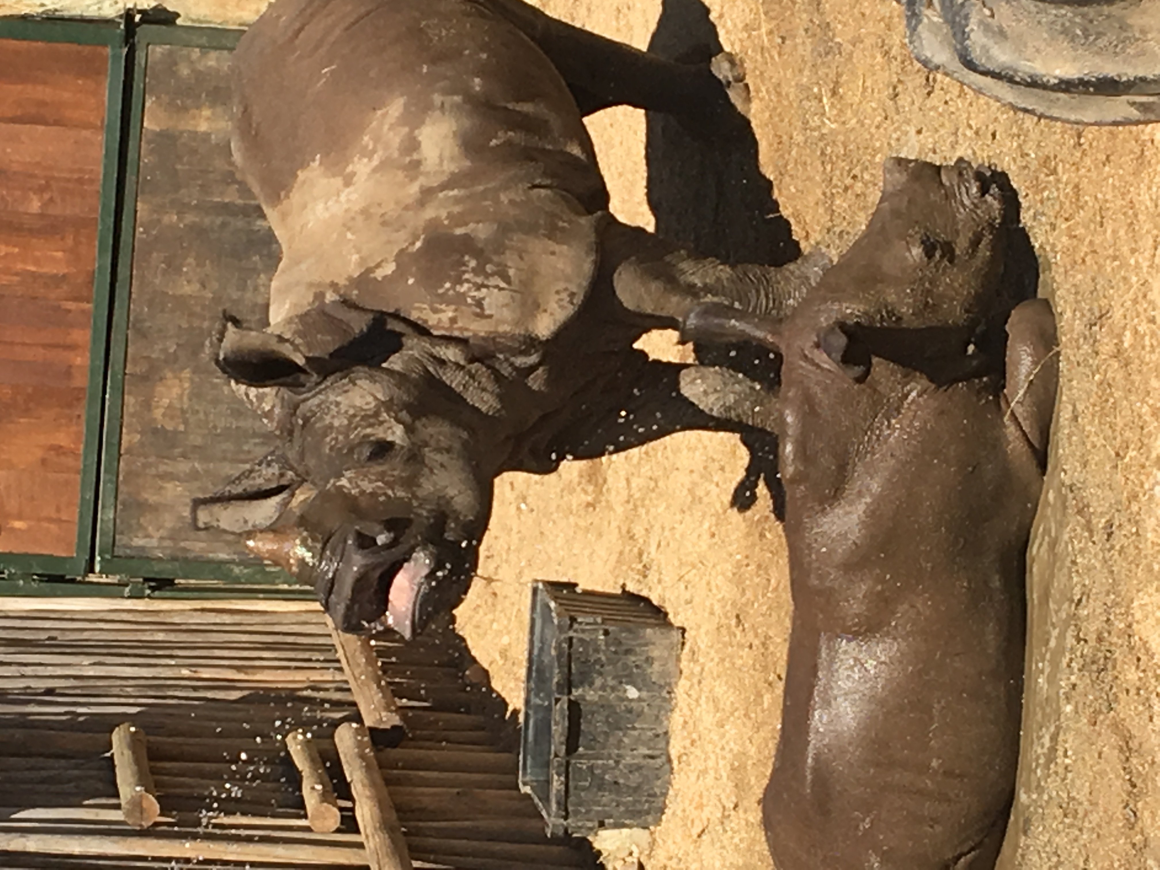 Diana DeBlanc: Rhinos