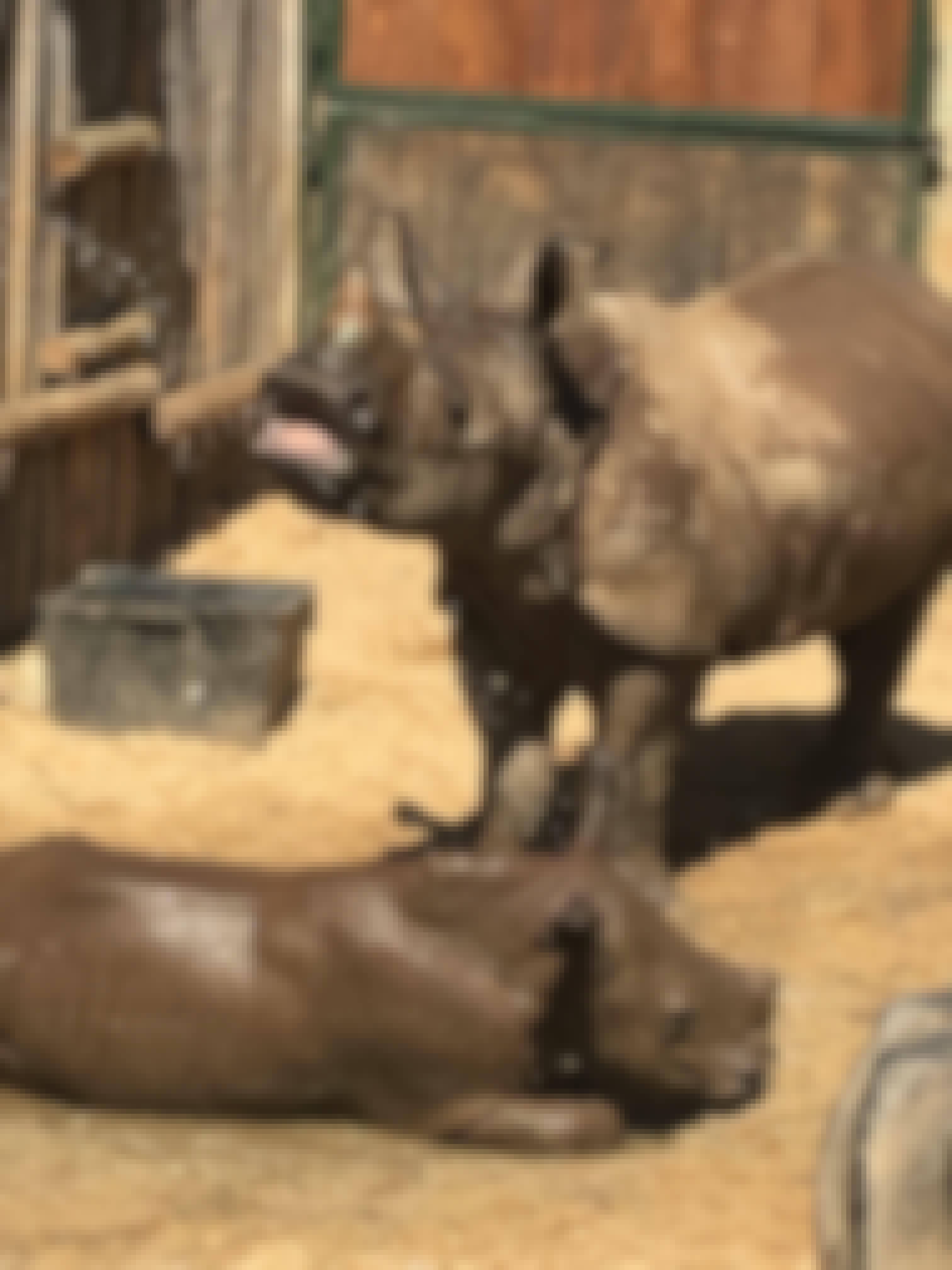 Rhinos