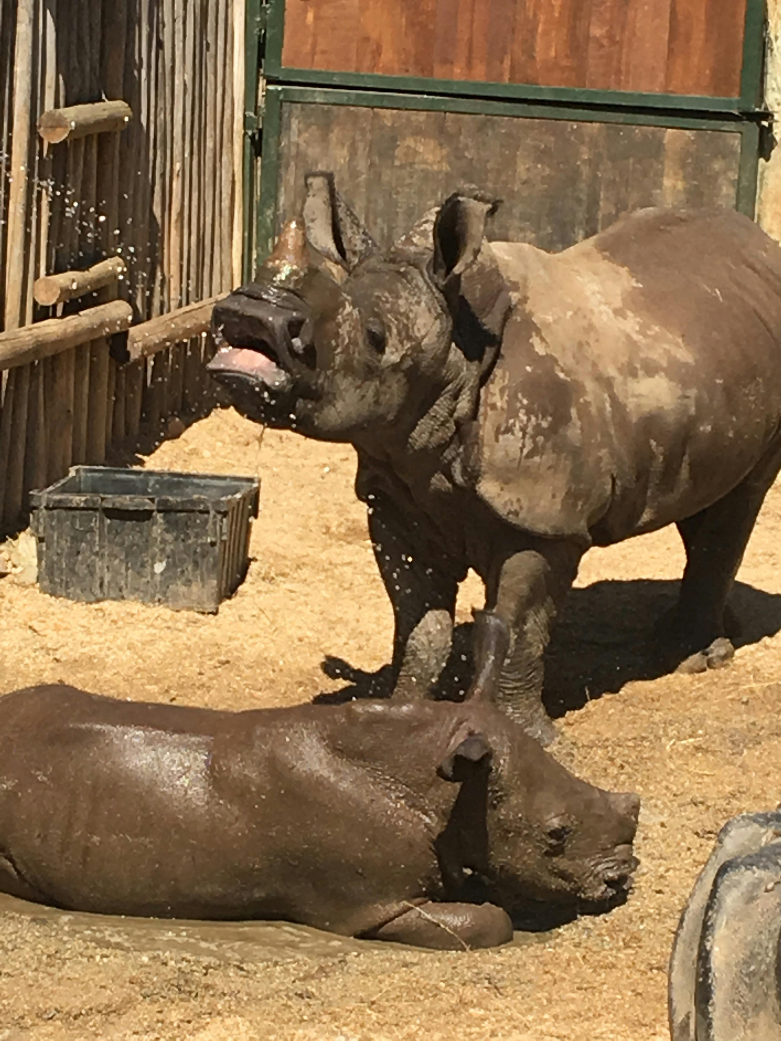 Rhinos