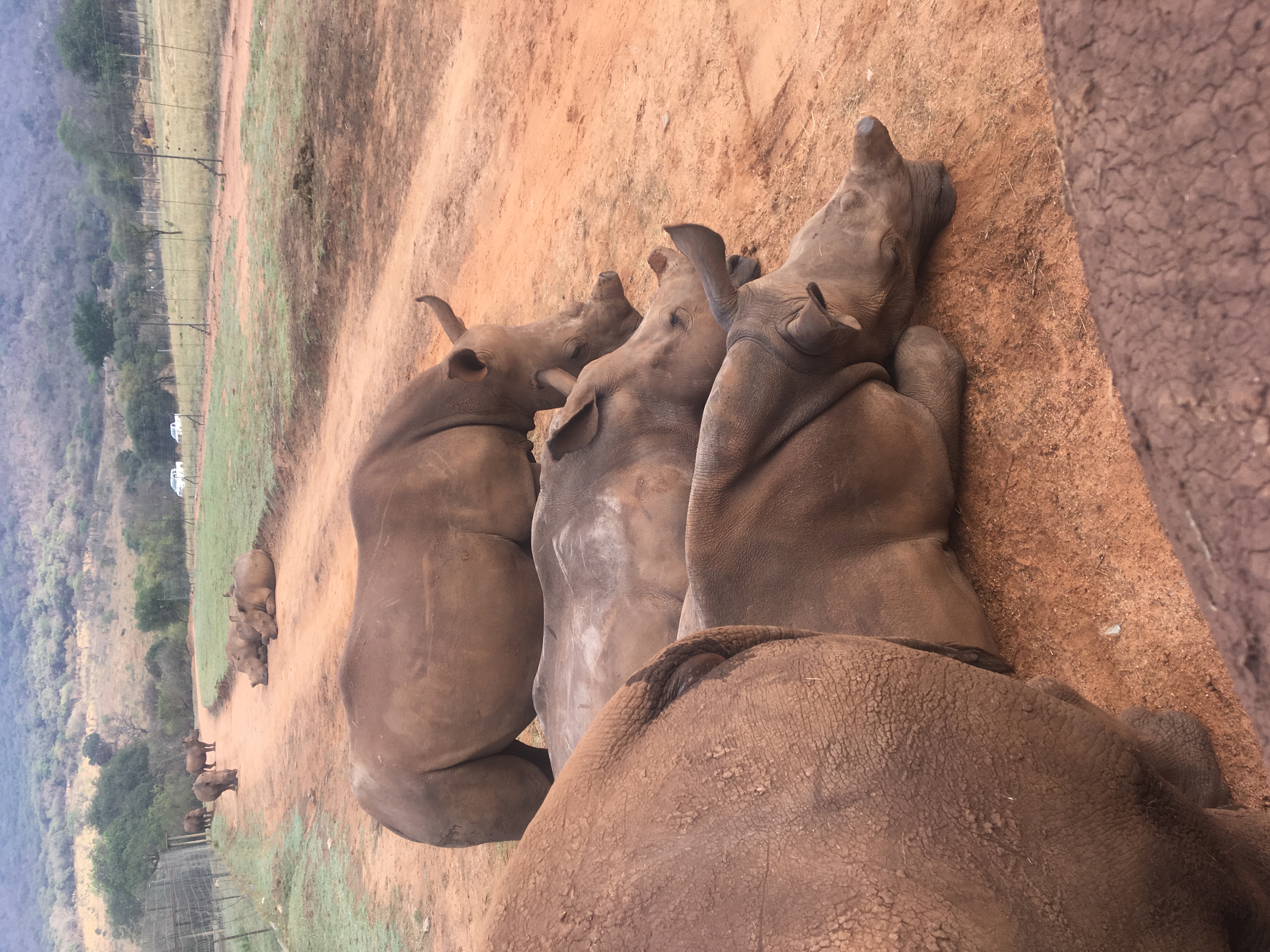 Diana DeBlanc: Rhinos resting at Care for Wild
