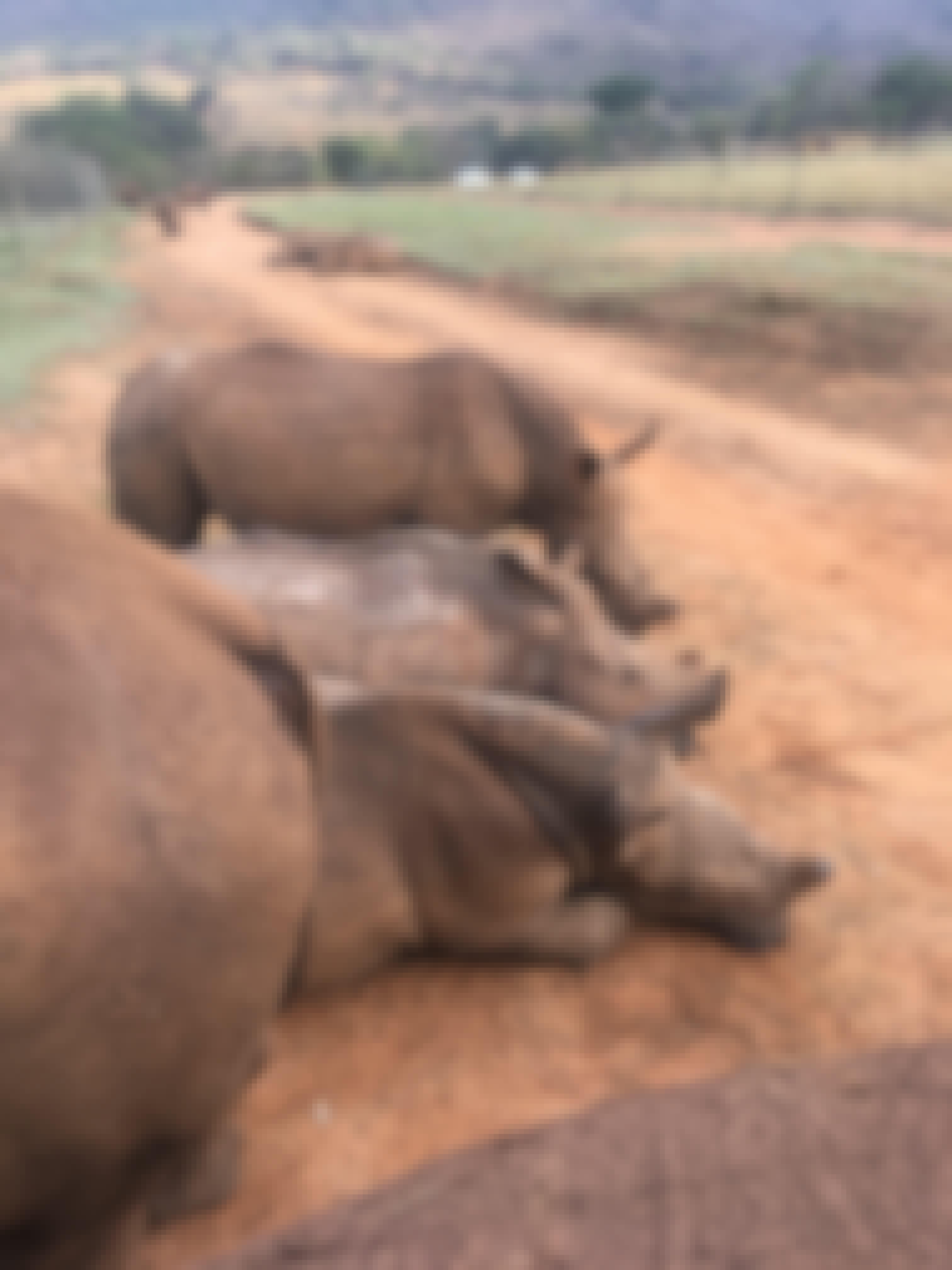 Rhinos resting at Care for Wild