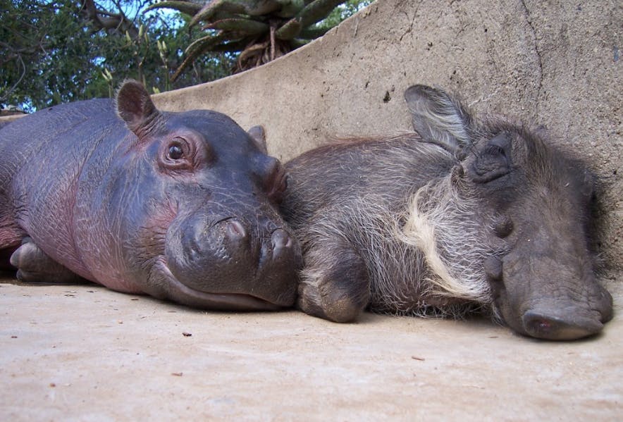 A hippo lying next to a warthog