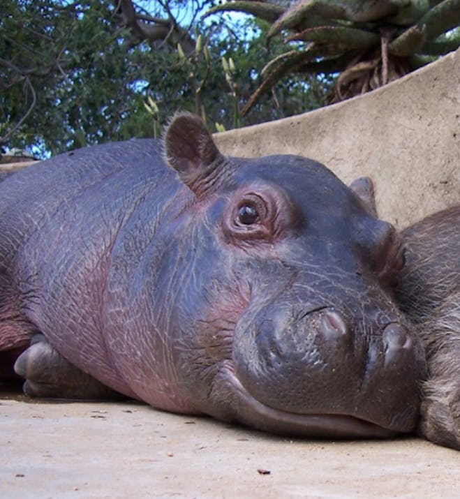 A hippo lying next to a warthog