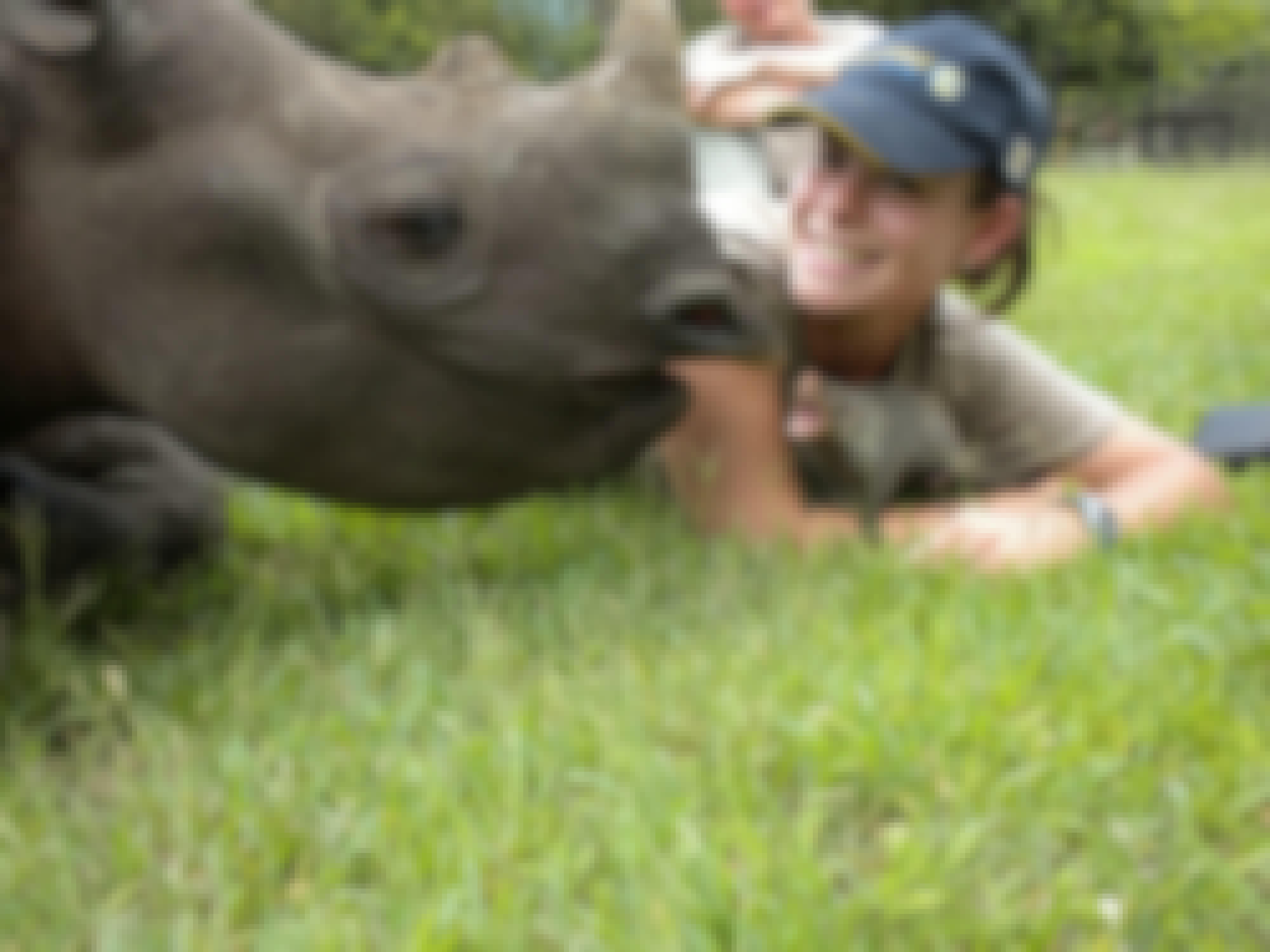 An ACE volunteer with a mongoose lying down next to a Rhino in grass