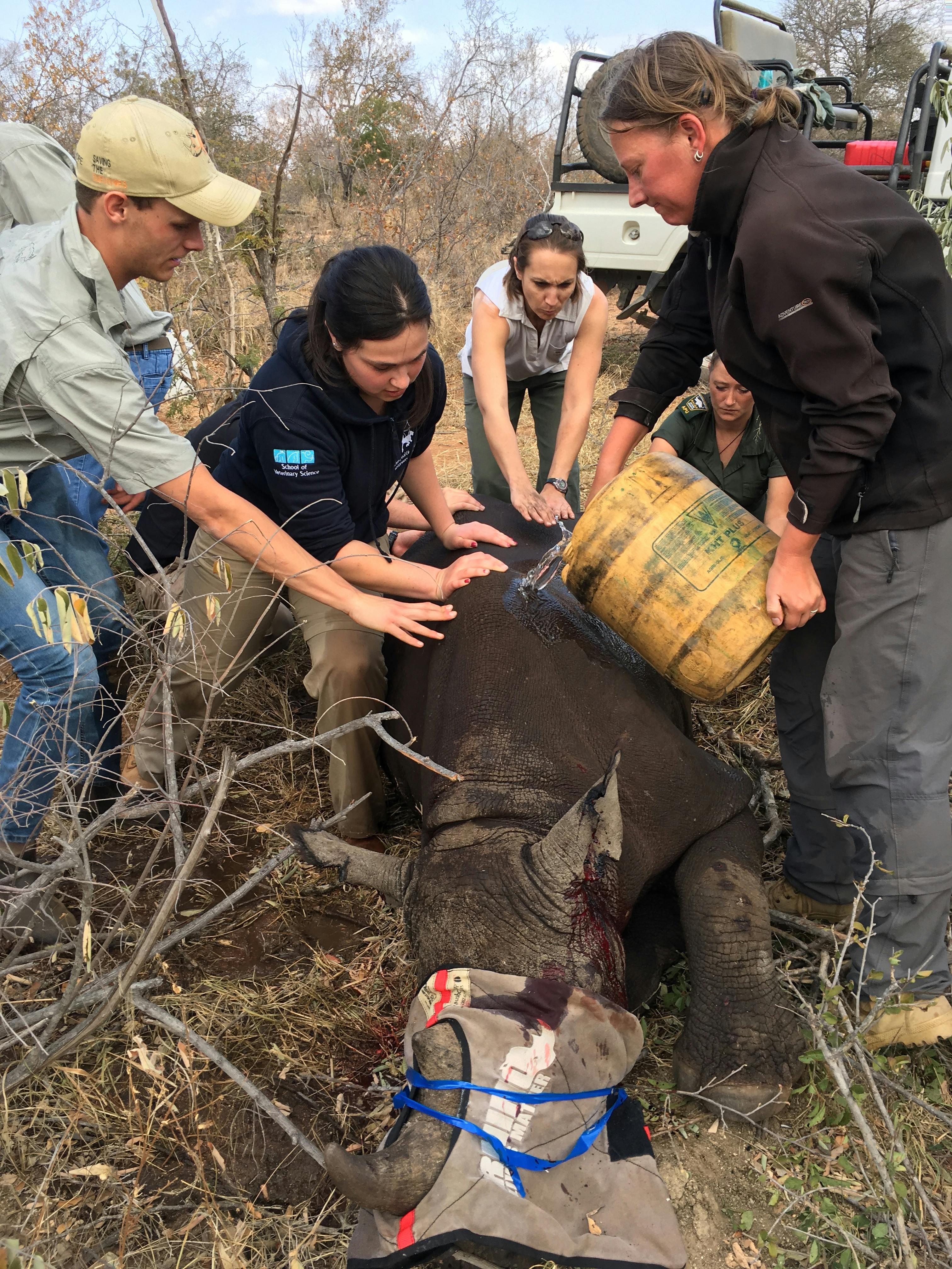 ACE Veterinary volunteers work on a rhino in the wild