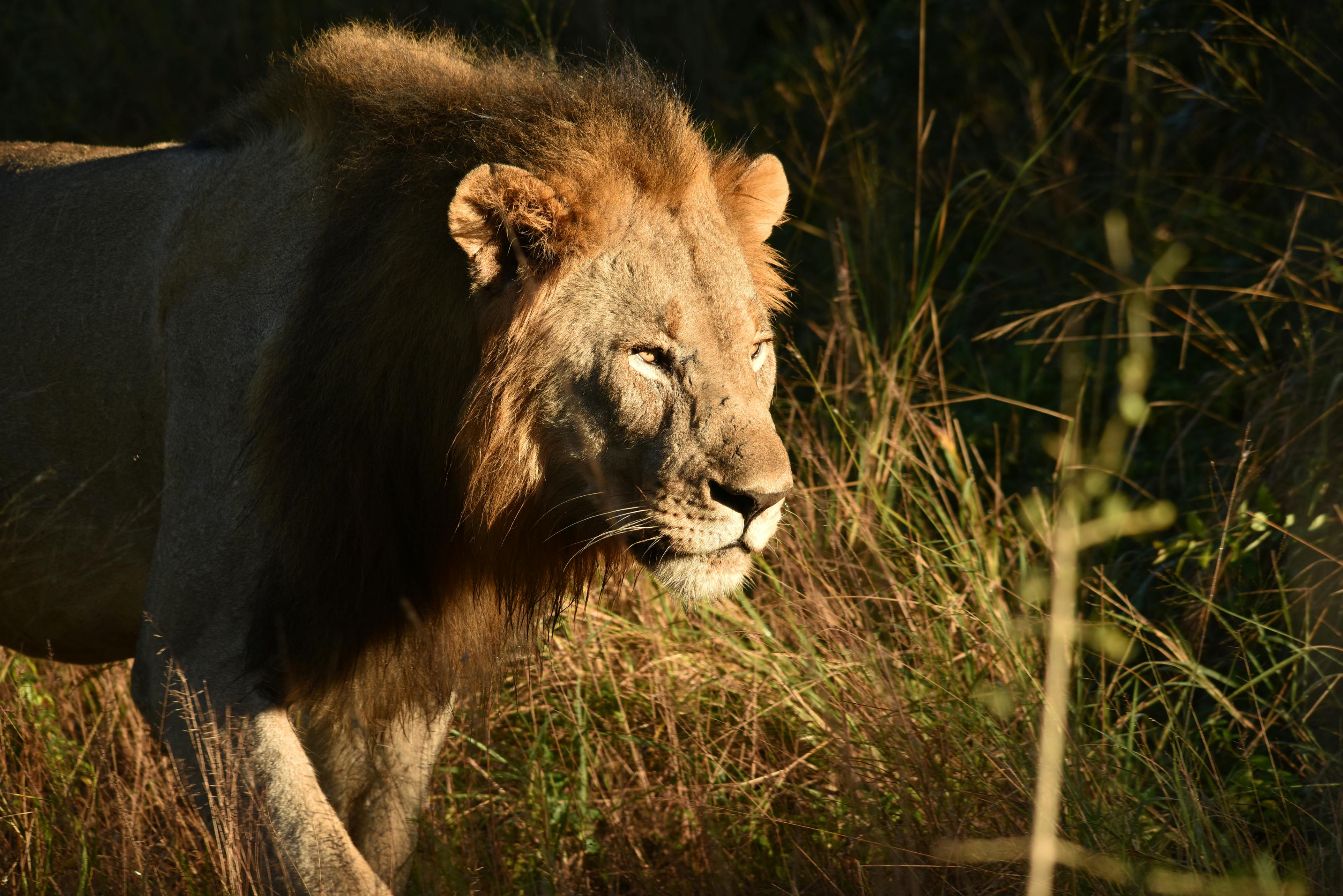 Lion closeup near dusk