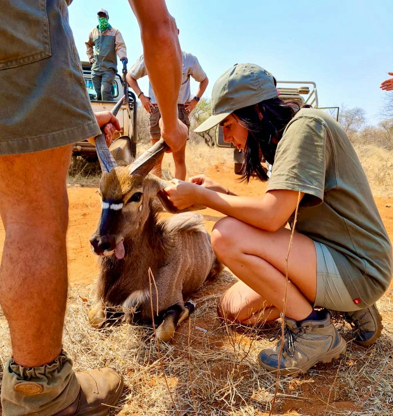 A veterinary student working on a captured antelope