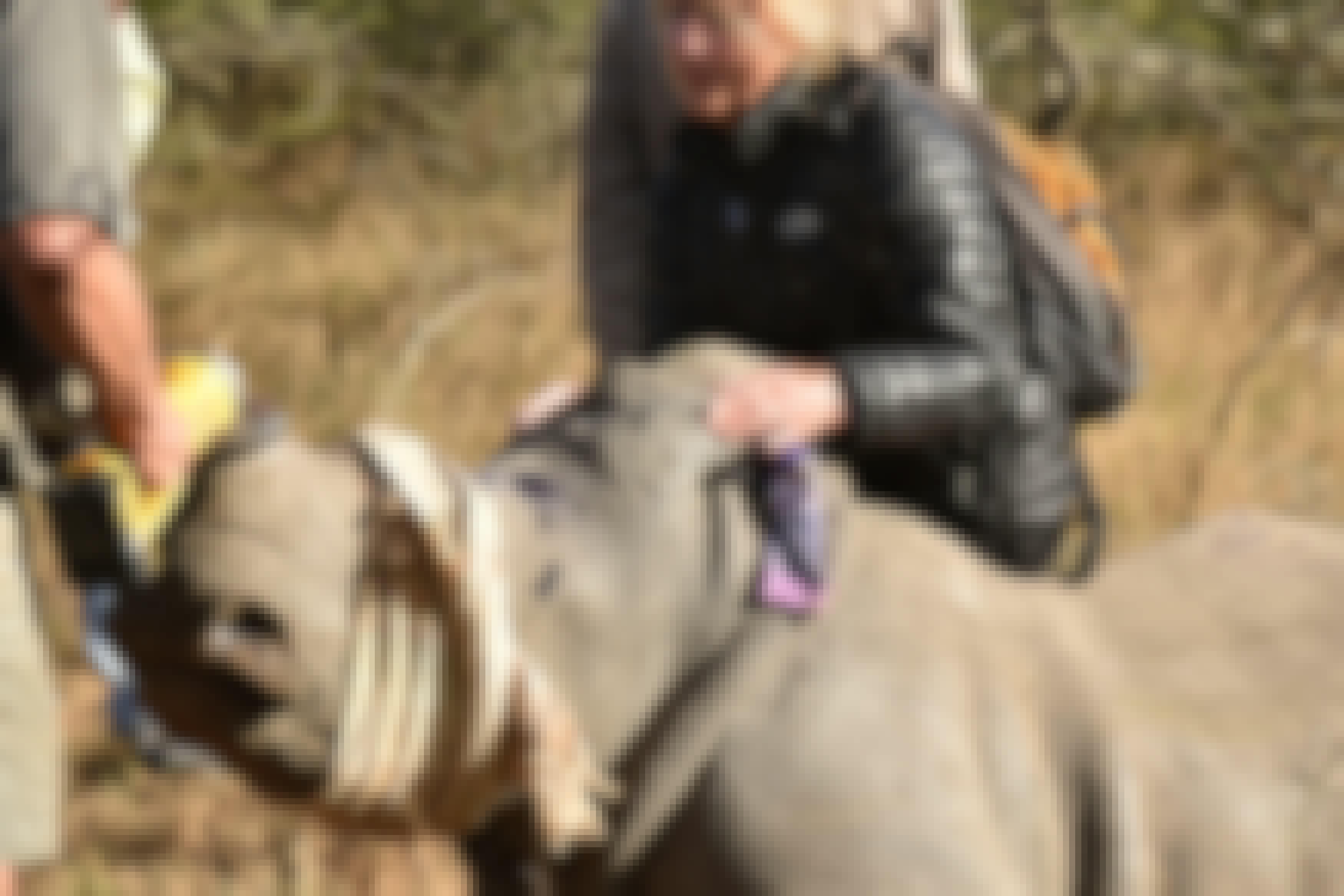 An ACE volunteer assisting with a rhino dehorning