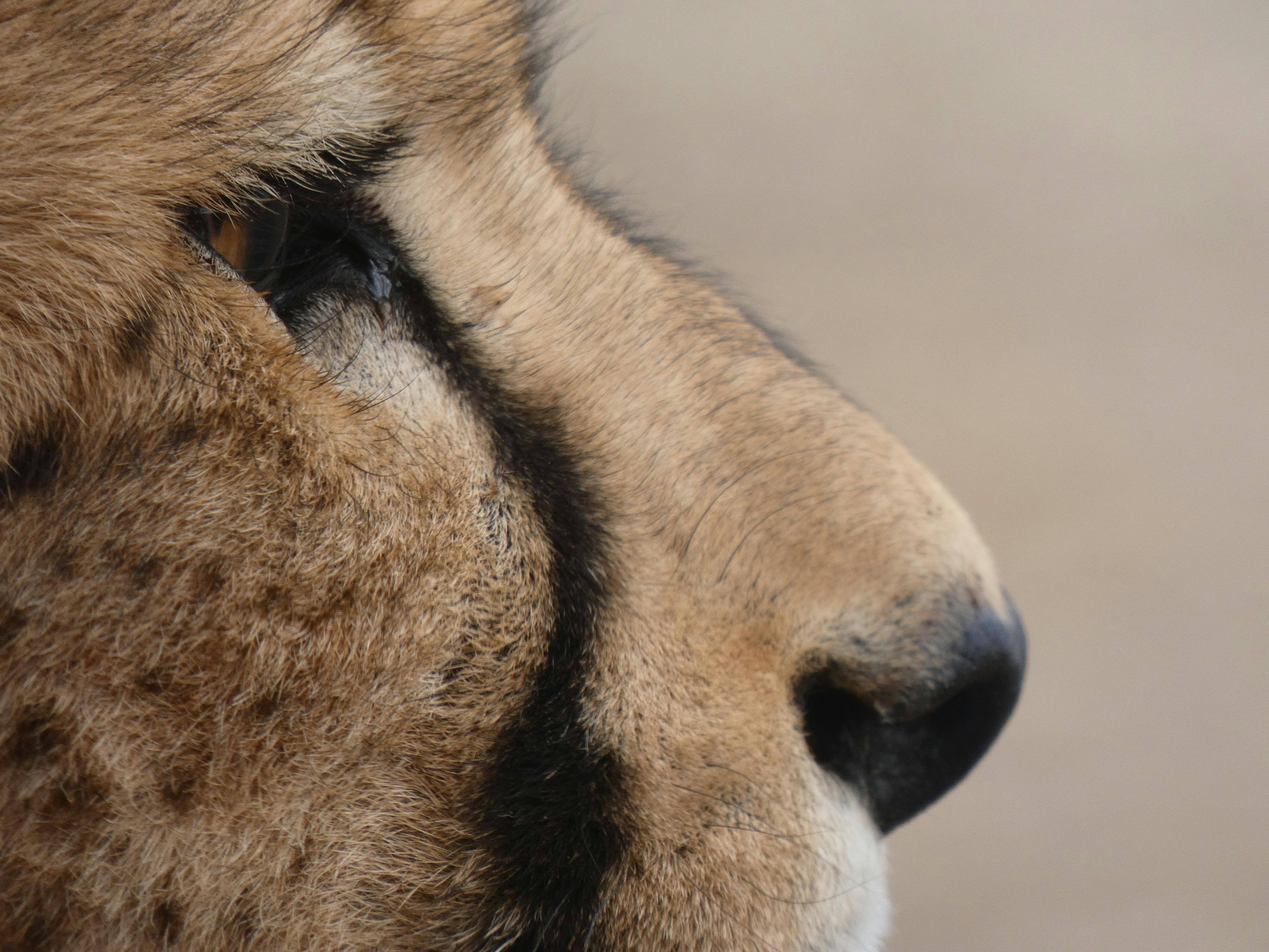 Cheetah close up