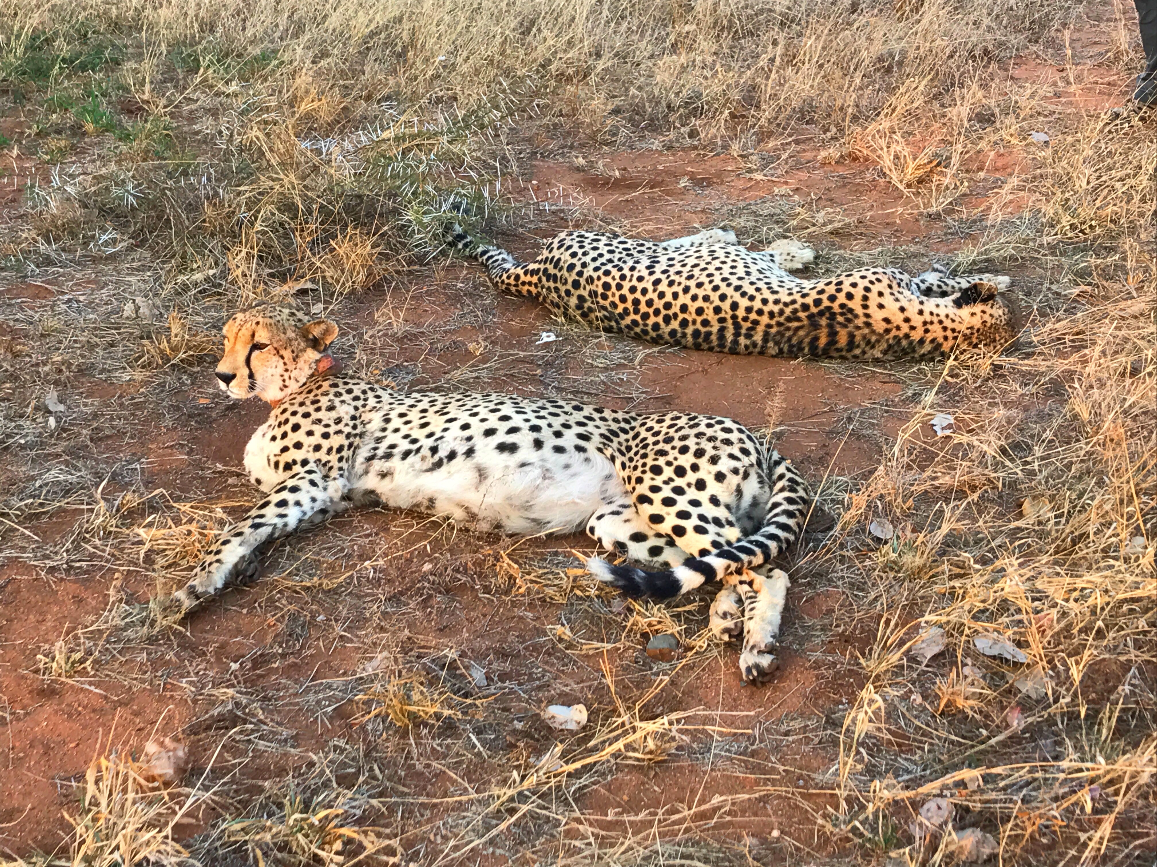 Cheetah - Anja Sutton